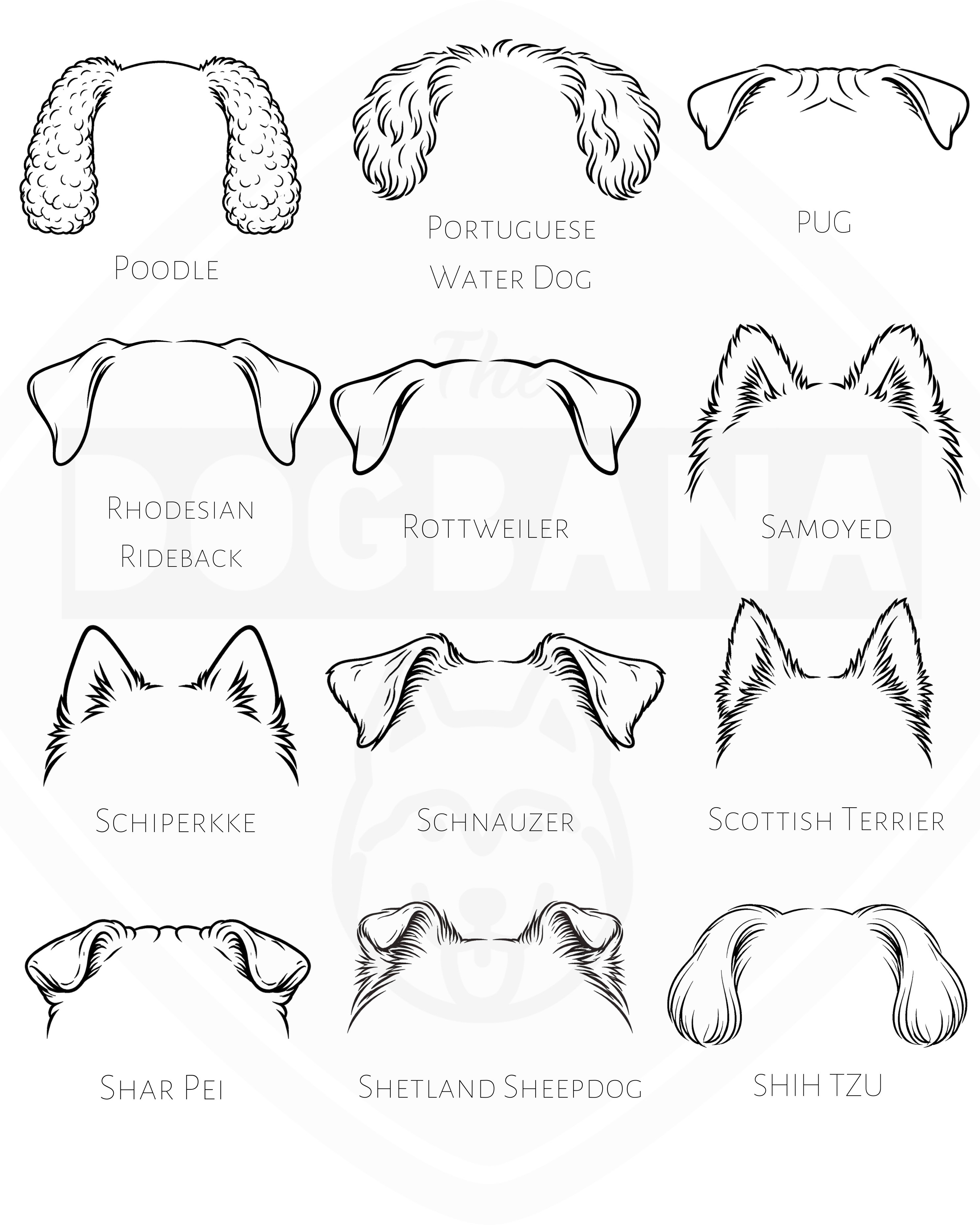 Illustrations of dog breeds with their names on a white background