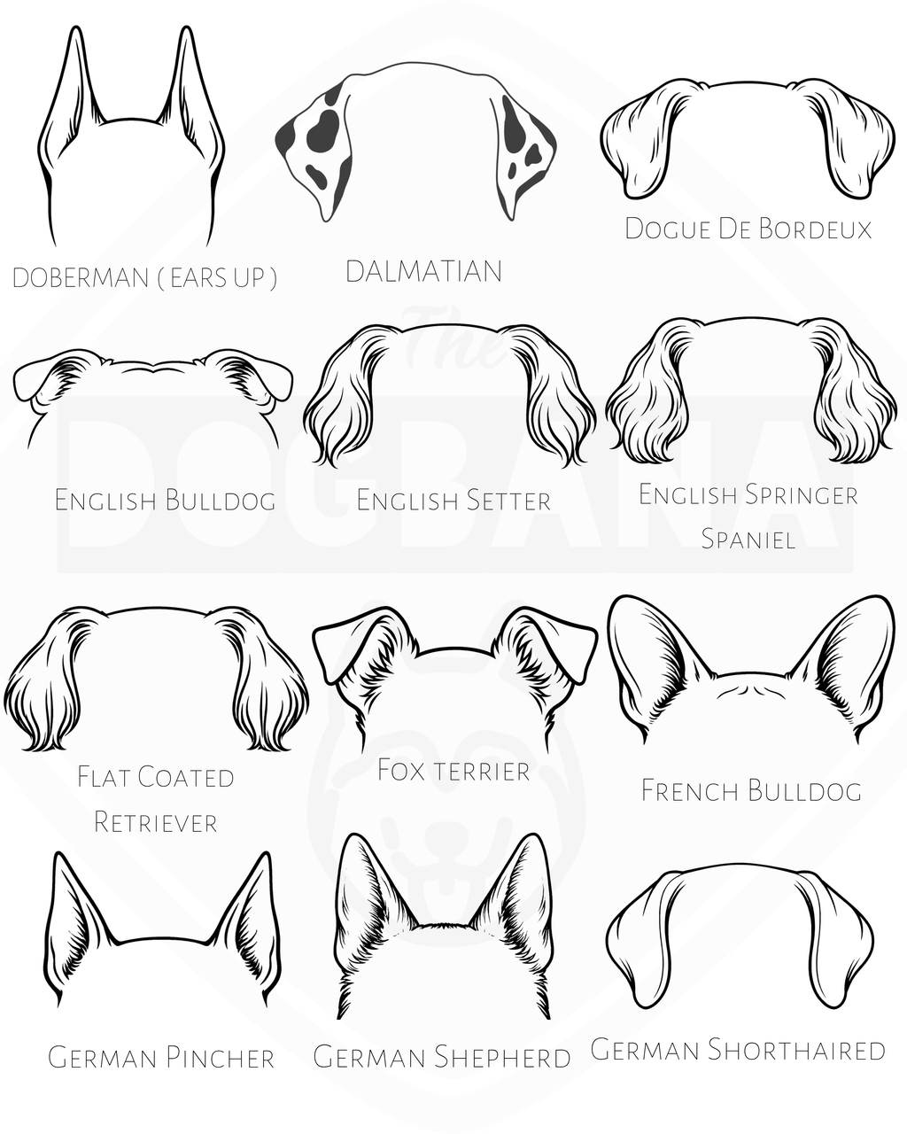 Illustrations of dog ear shapes with corresponding breeds on a white background