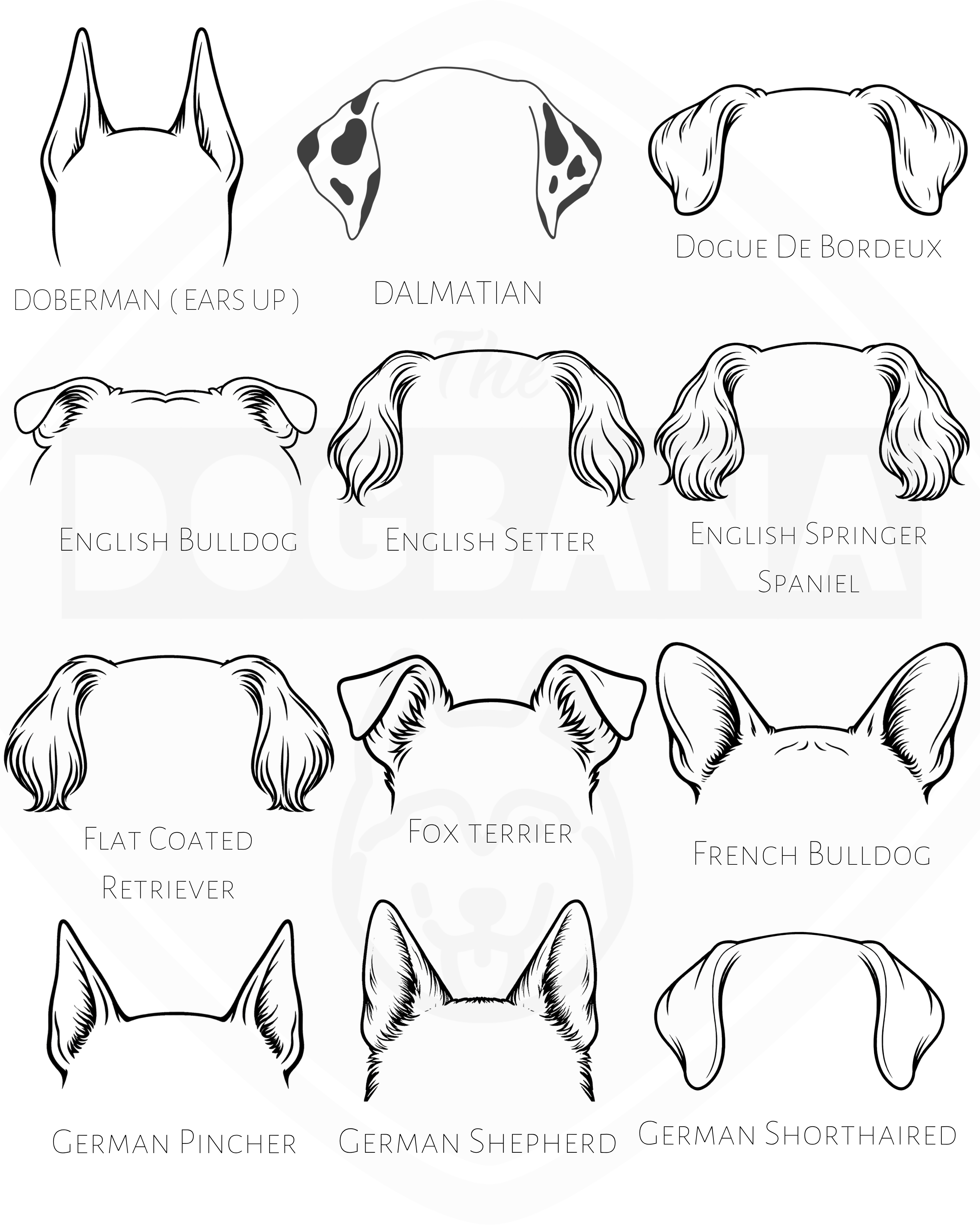 Illustrations of dog ear shapes with corresponding breeds on a white background