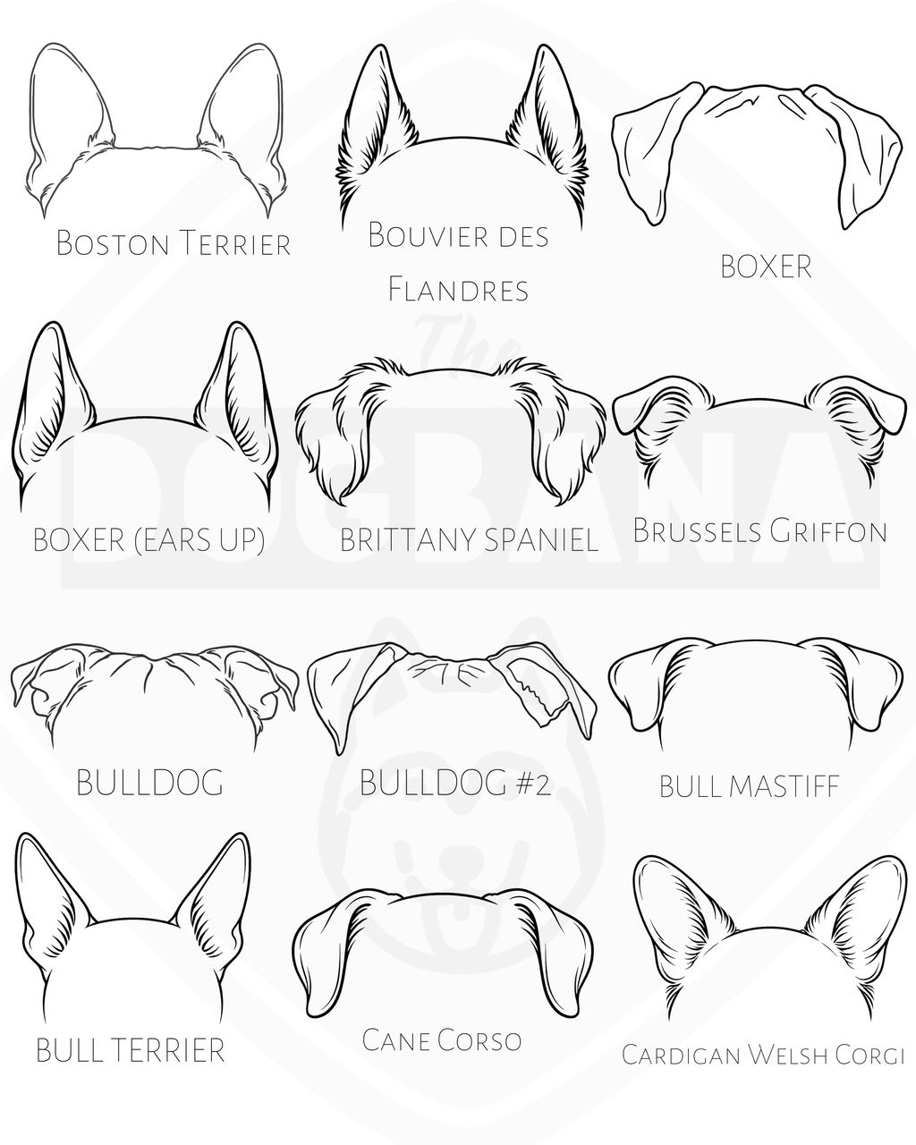 Illustrations of dog ear shapes with labels for various breeds.