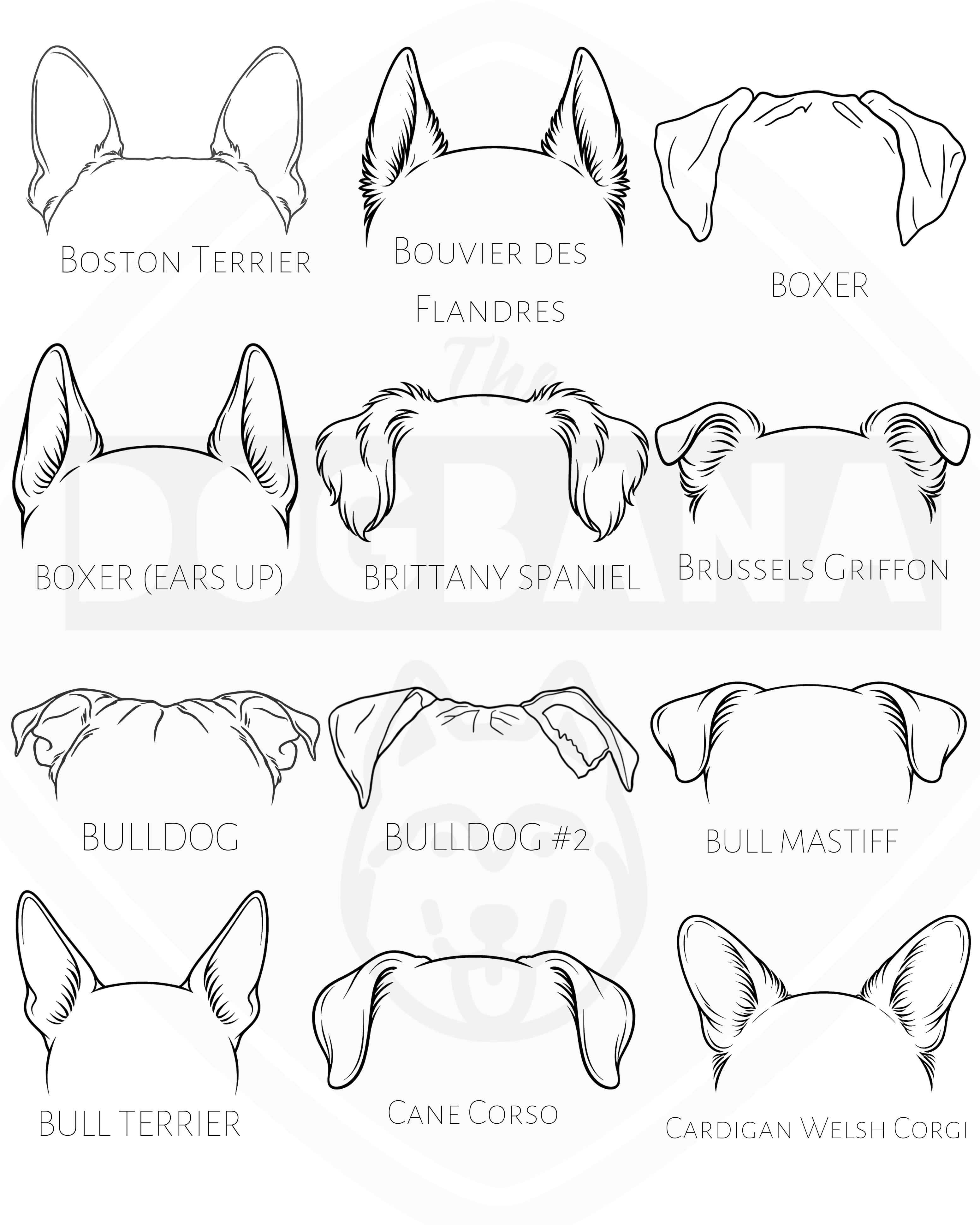 Illustrations of dog ear shapes with labels for various breeds.