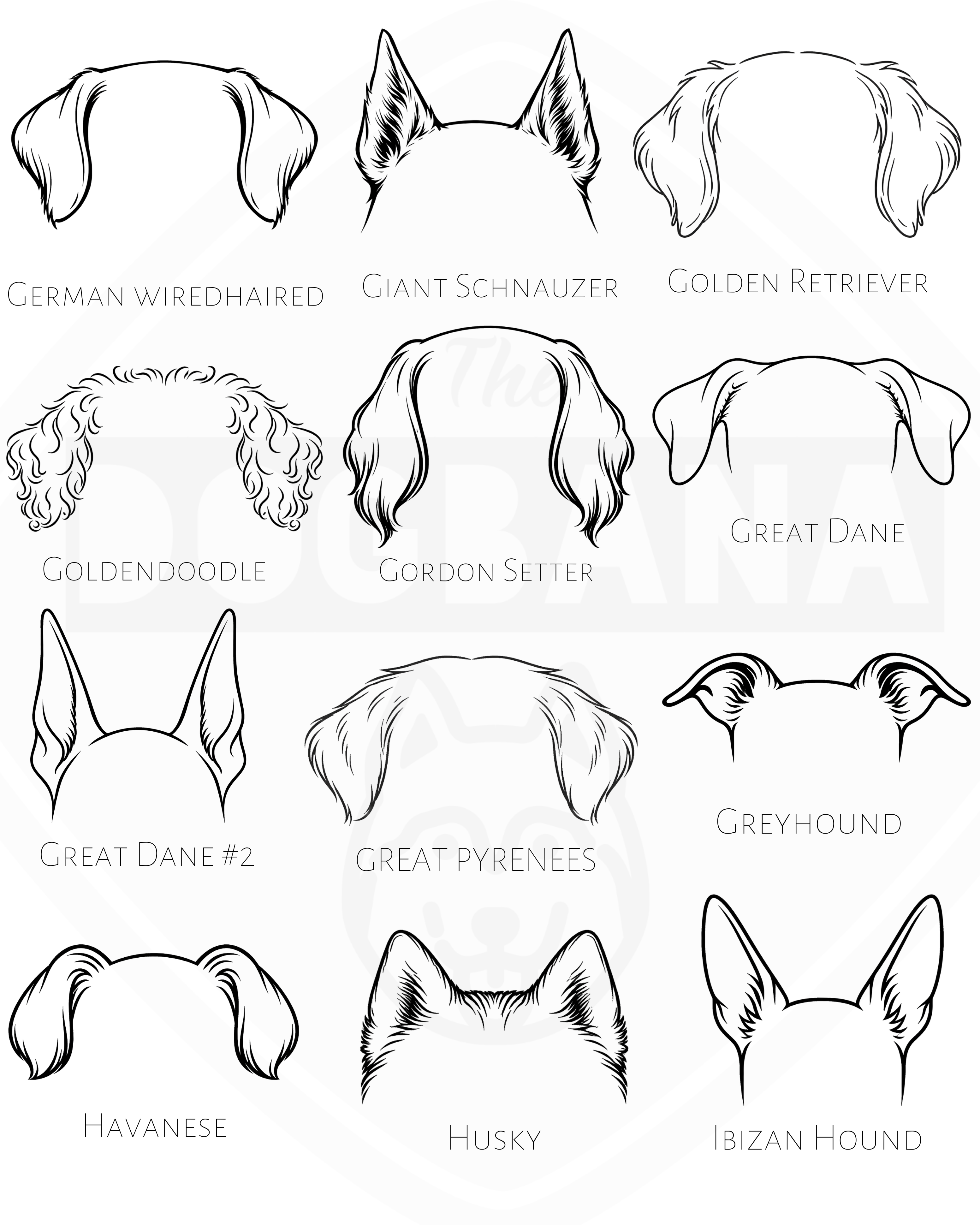 Illustrations of dog ear shapes with labels for various breeds on a white background
