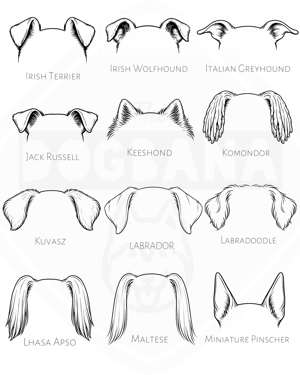 Illustrations of dog ear shapes with labels for various breeds on a white background