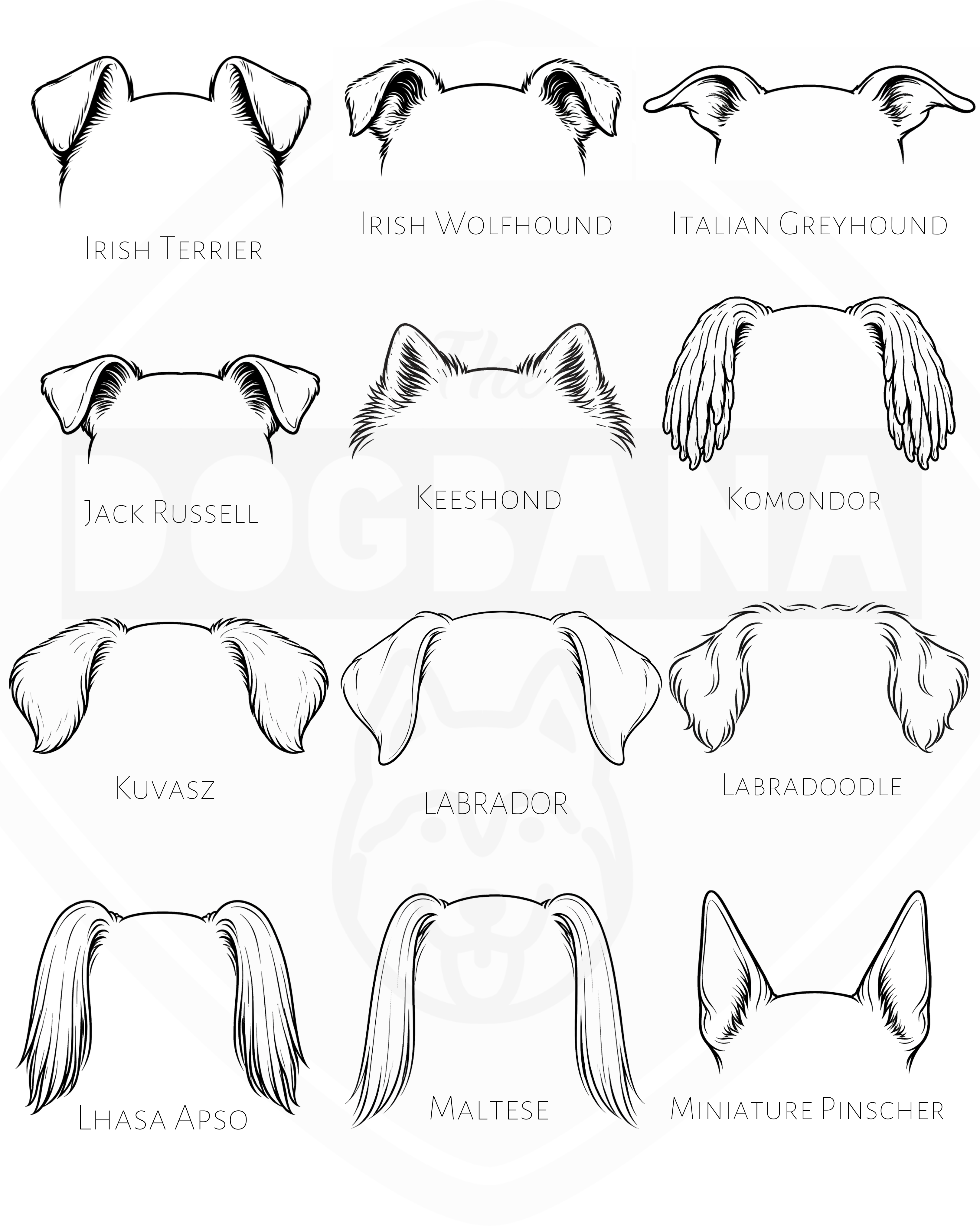 Illustrations of dog ear shapes with labels for various breeds on a white background