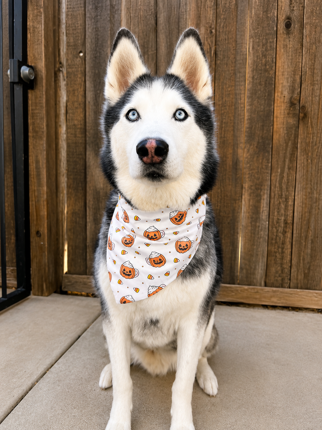A Siberian husky dog wearing a white bandana with a pumpkin print, sitting in front of a wooden fence.
