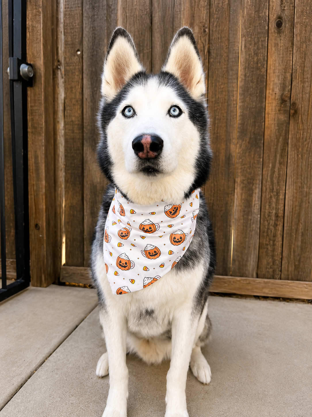 A Siberian husky dog wearing a white bandana with a pumpkin print, sitting in front of a wooden fence.