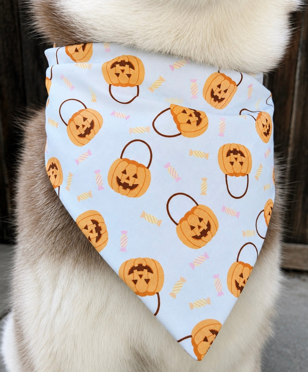 A close-up of a dog wearing a light blue bandana-style pet collar decorated with a repeating pattern of orange jack-o'-lantern pumpkins and small candy motifs.