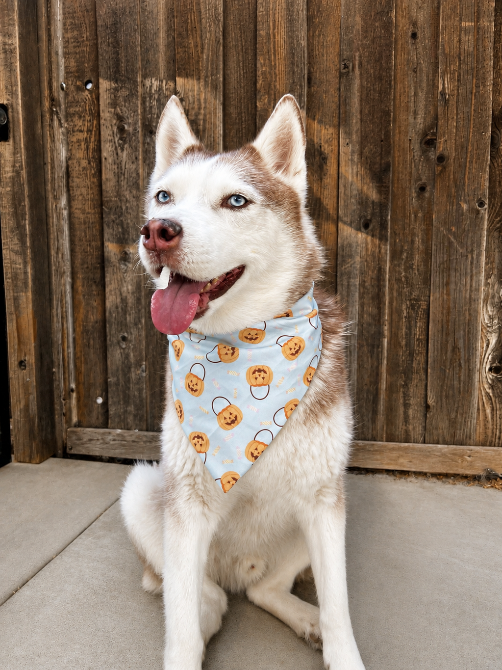 A husky dog sitting in front of a wooden fence, wearing a light blue bandana with a pumpkin and lock pattern.