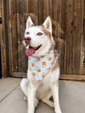 A husky dog sitting in front of a wooden fence, wearing a light blue bandana with a pumpkin and lock pattern.