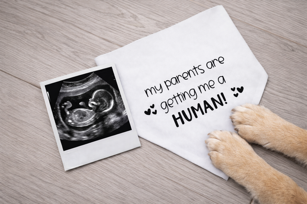 Pregnancy reveal dog bandana