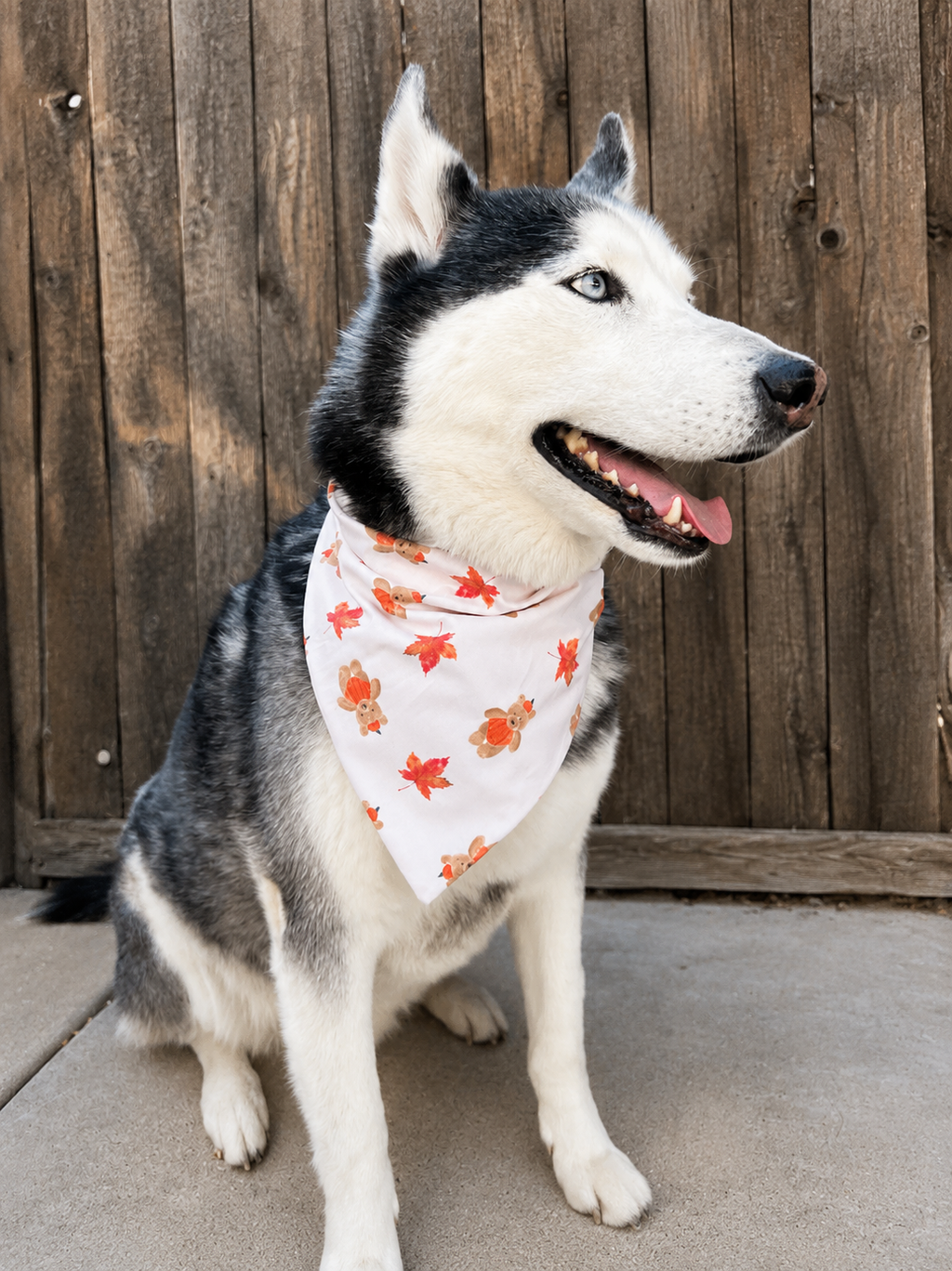 A Siberian husky dog wearing a white bandana with an orange and red autumn leaf pattern, sitting in front of a wooden fence.