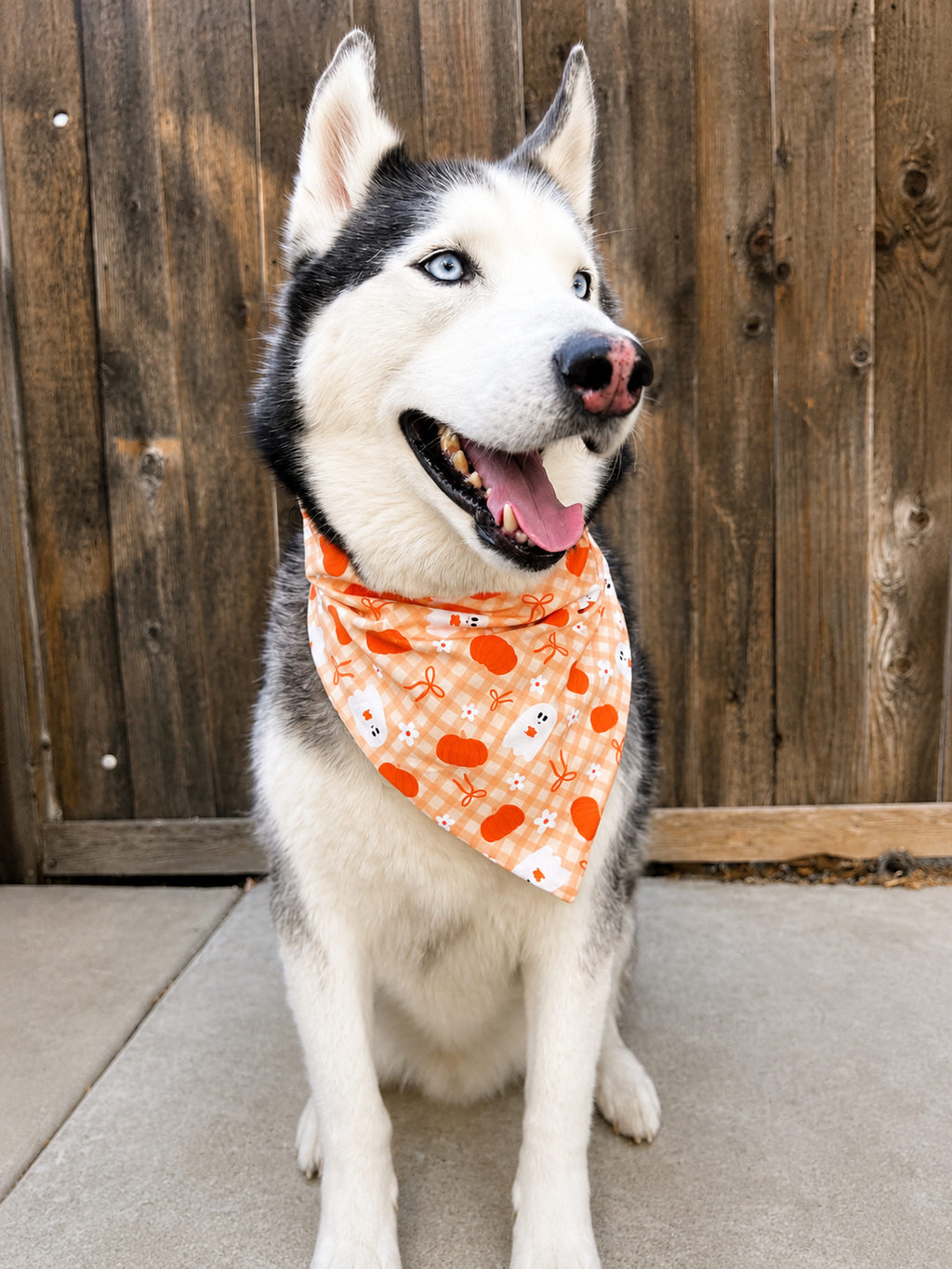 A Siberian husky dog wearing an orange bandana with a pumpkin and ghost pattern, sitting in front of a wooden fence.