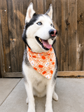 A Siberian husky dog wearing an orange bandana with a pumpkin and ghost pattern, sitting in front of a wooden fence.
