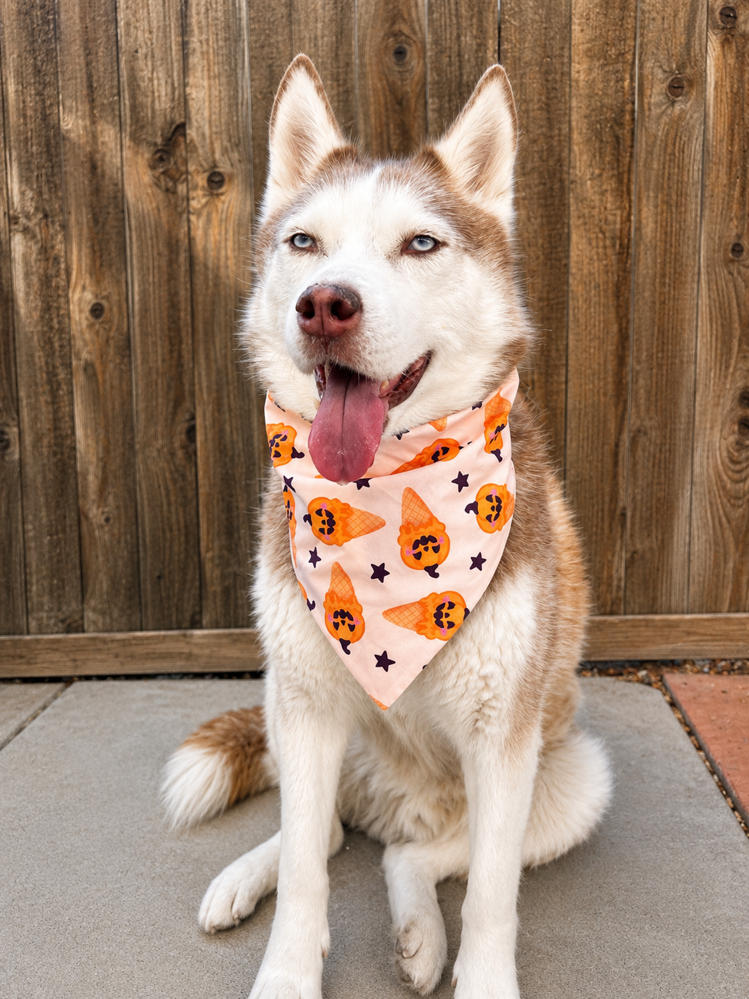 A husky dog sitting outdoors in front of a wooden fence, wearing a light pink bandana with a pumpkin slice pattern and small black stars.