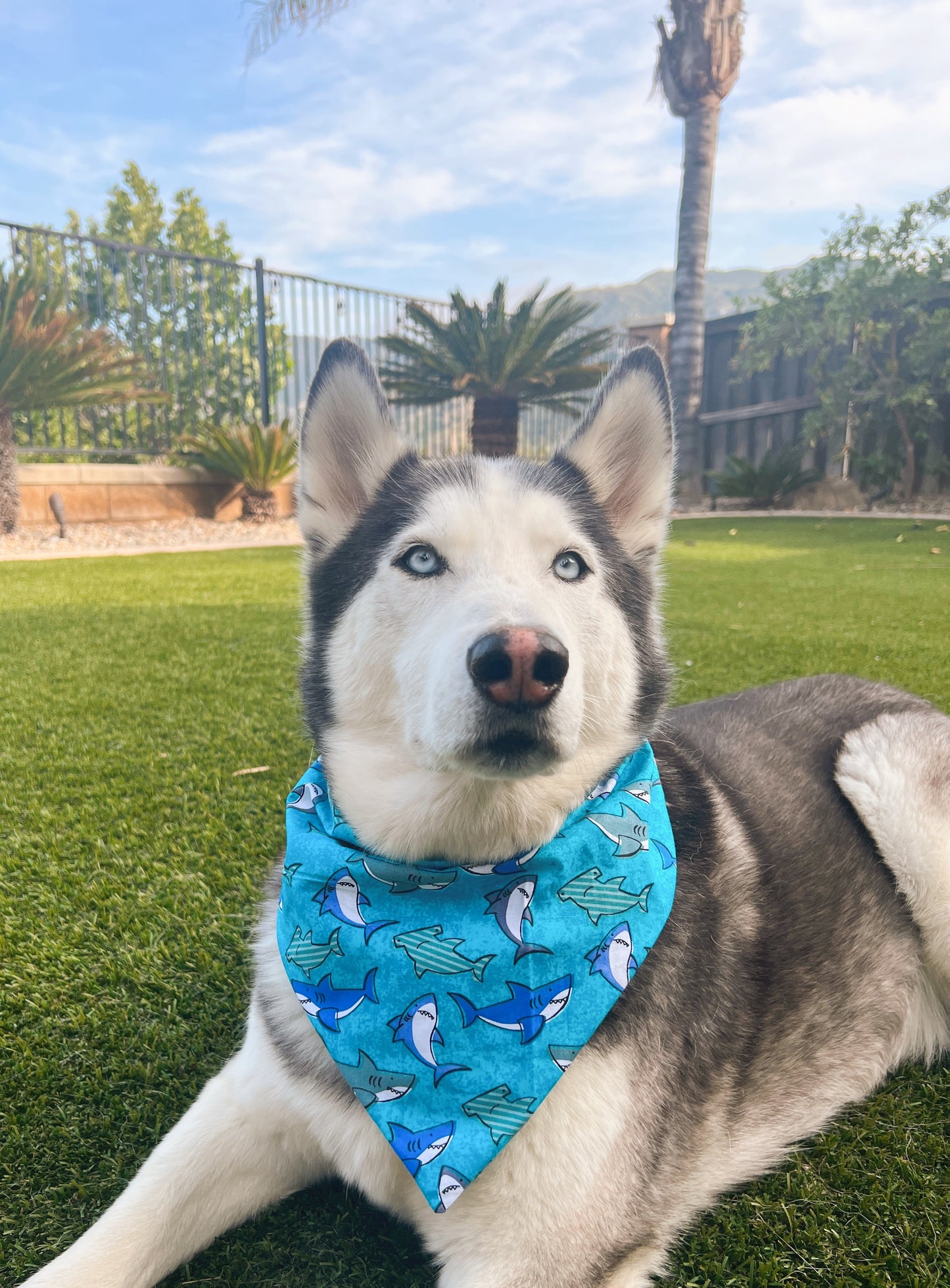 Sharks Bandana