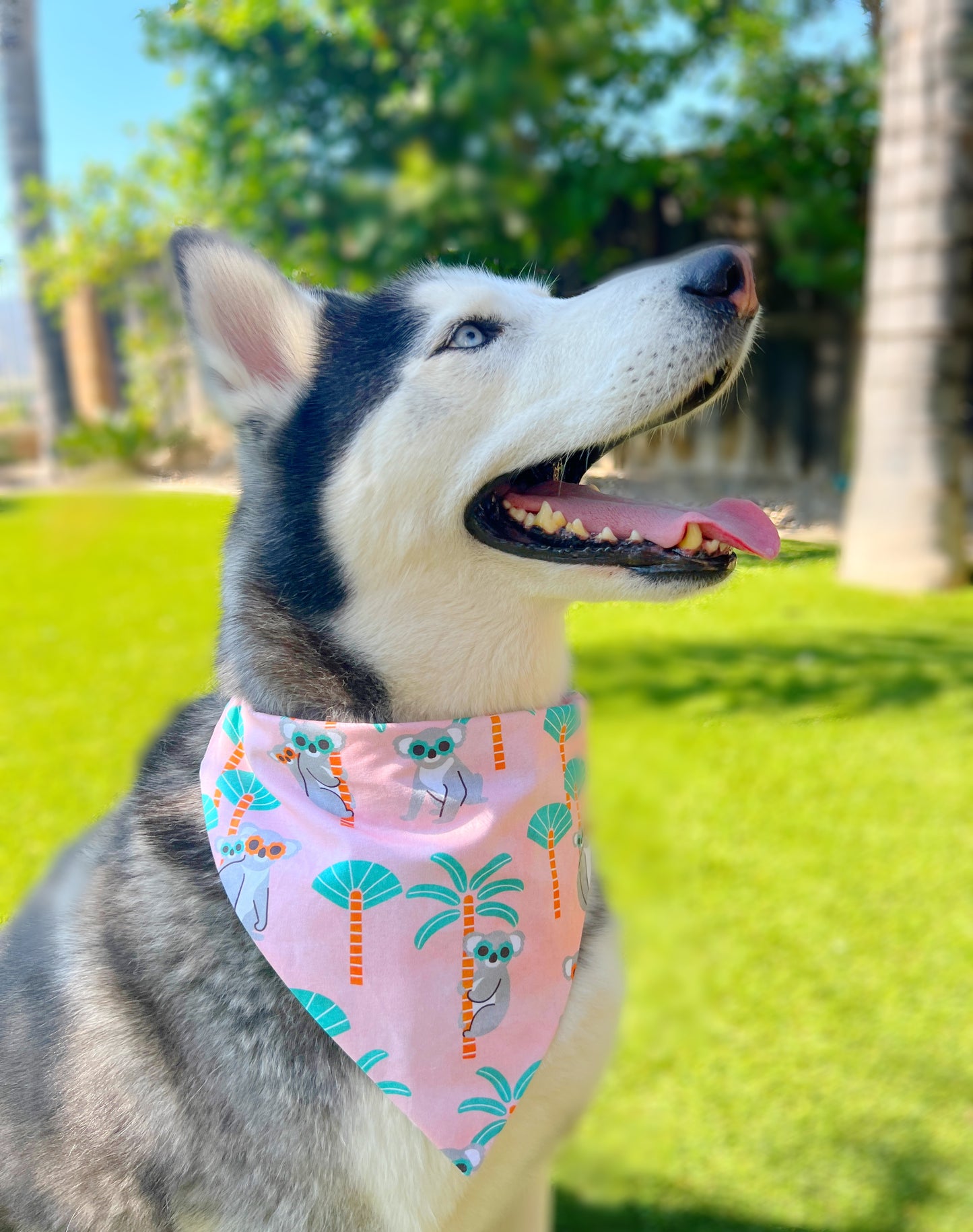 Koala Friends Bandana