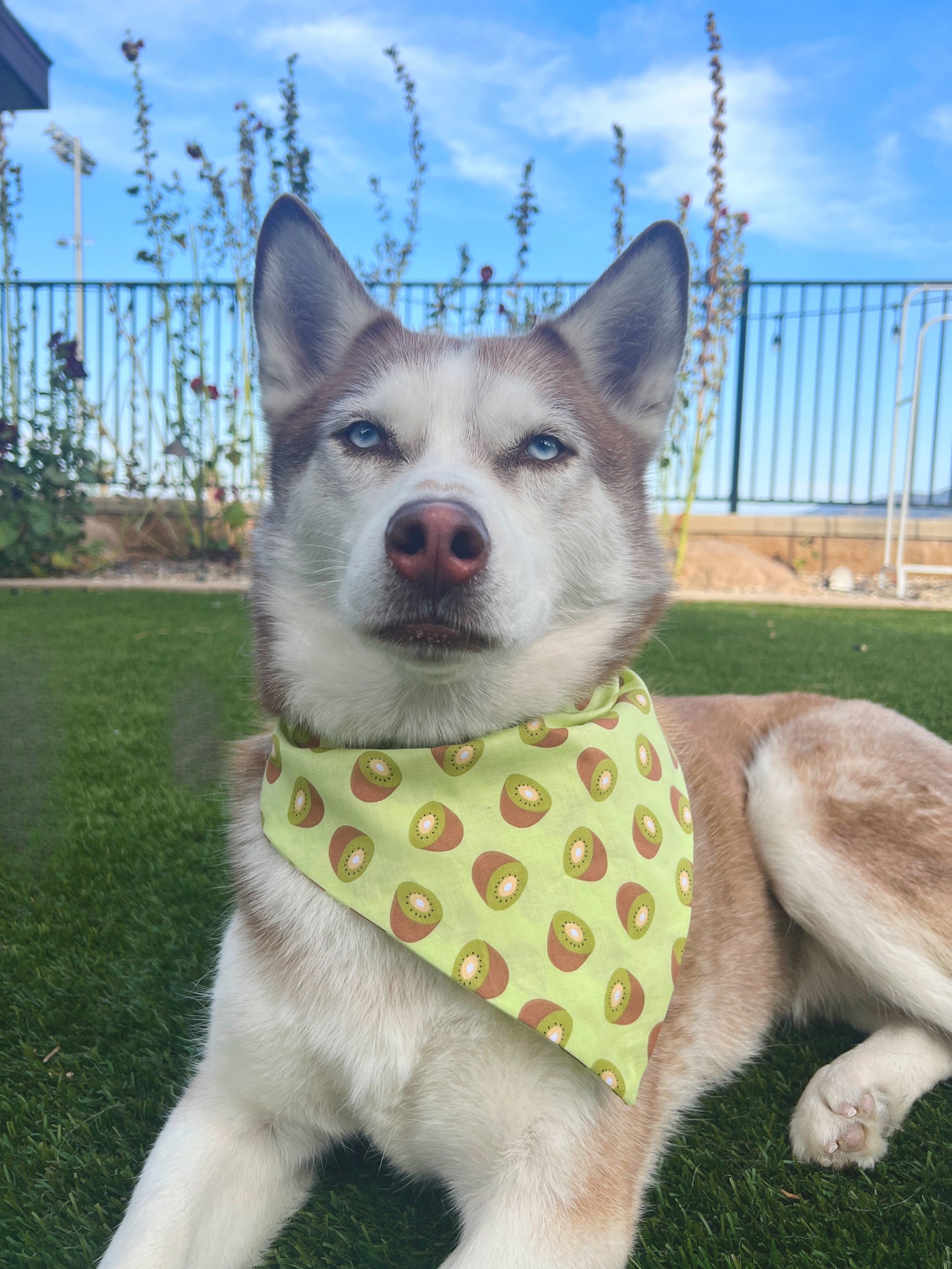 Kiwi Bandana