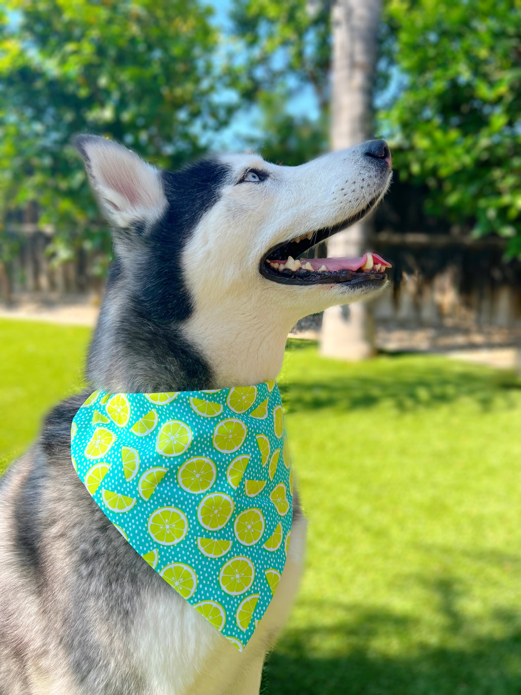 Limes Bandana