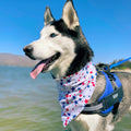 Bright Stars Bandana - Dogbana 