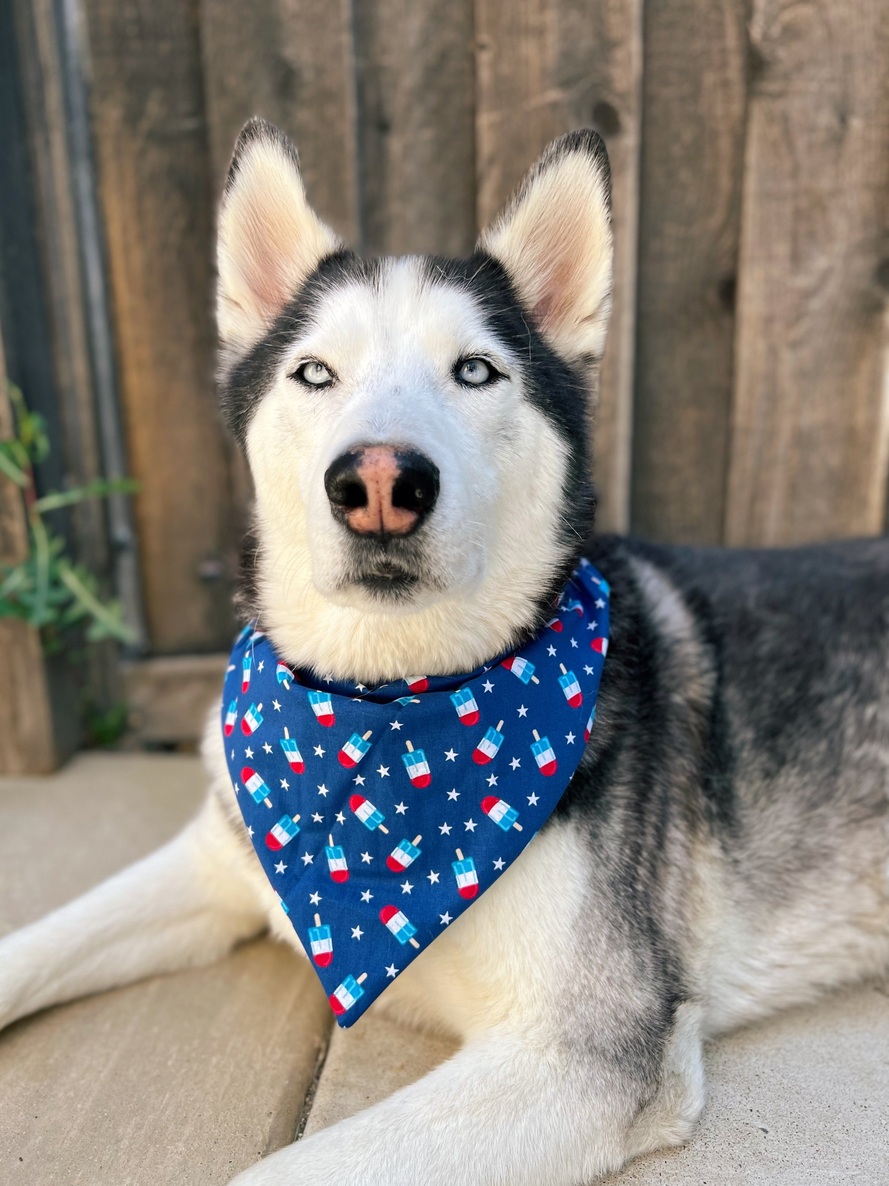 Dog wearing a blue bandana with red and white patterns, sitting on a wooden deck.