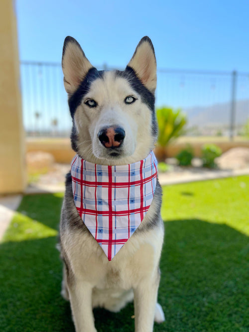 Dog wearing a plaid bandana sitting on grass with a clear sky background
