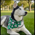 Dog wearing a green bandana with soccer ball pattern on grass