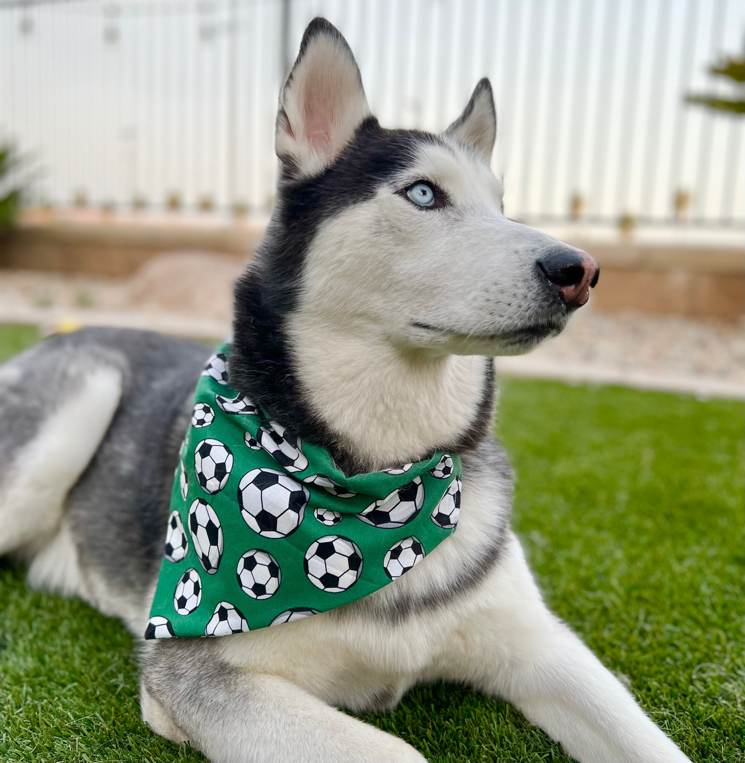 Dog wearing a green bandana with soccer ball pattern on grass