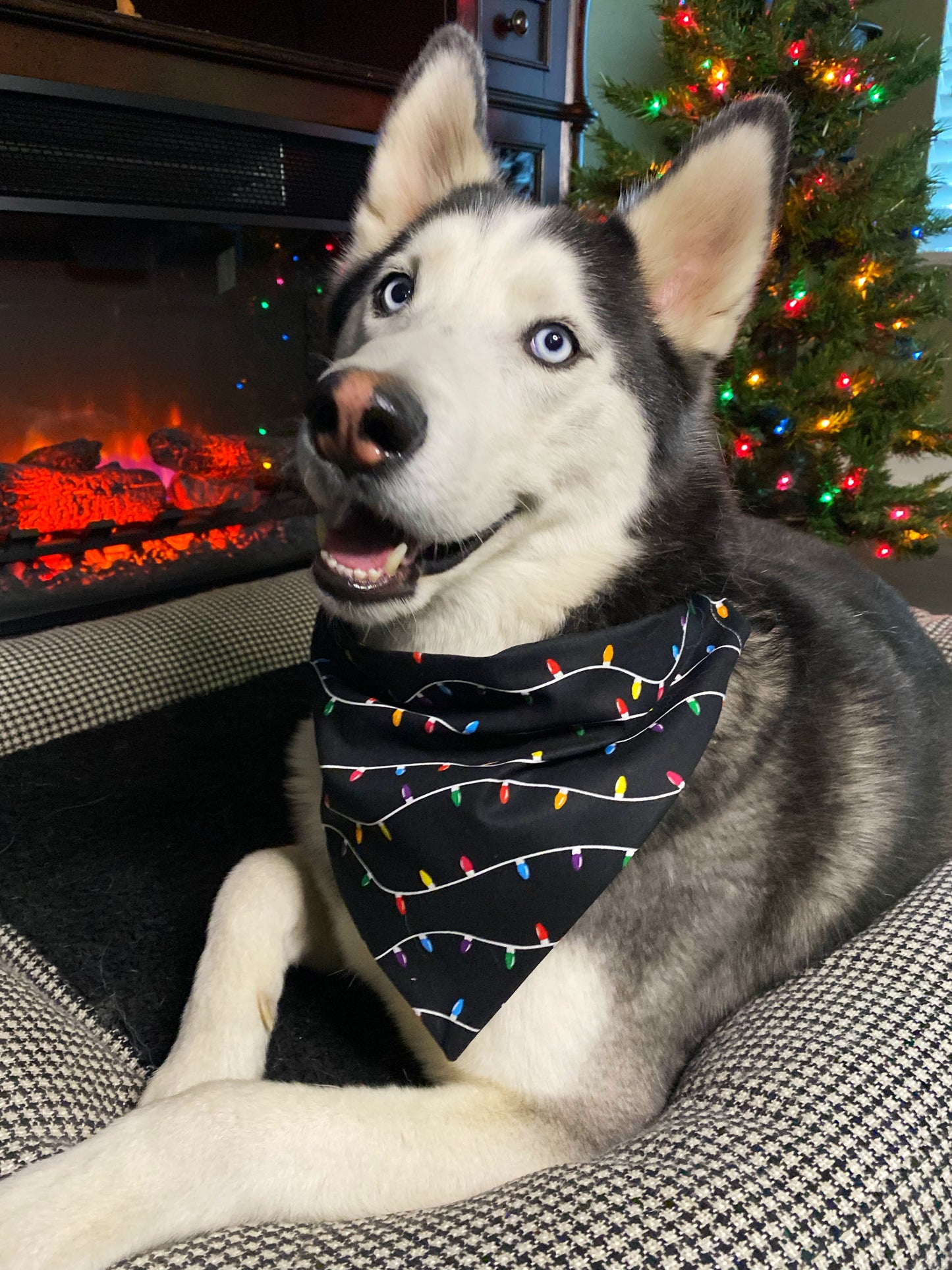 Festive Lights Bandana