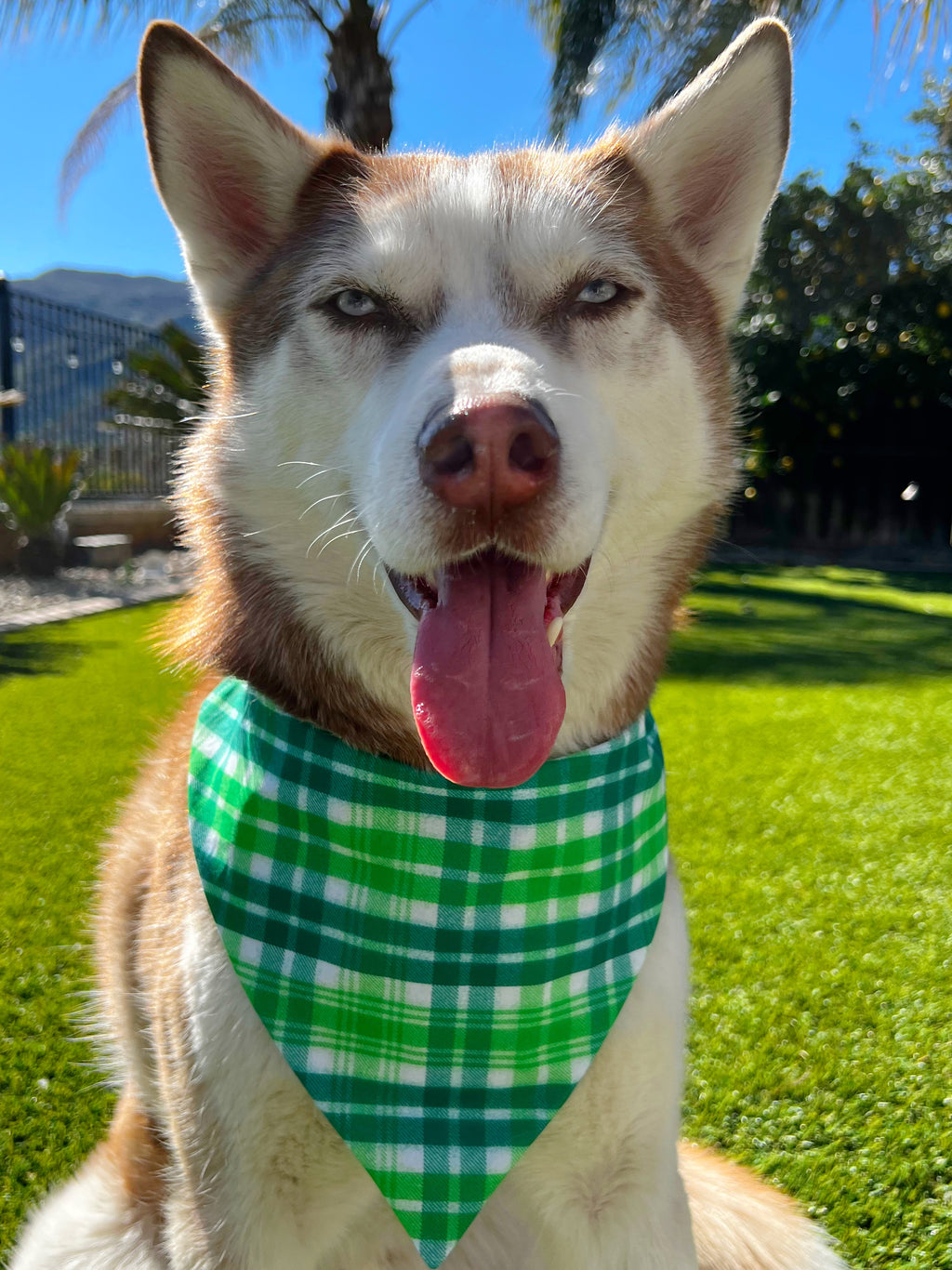 Luck of the Irish Bandana