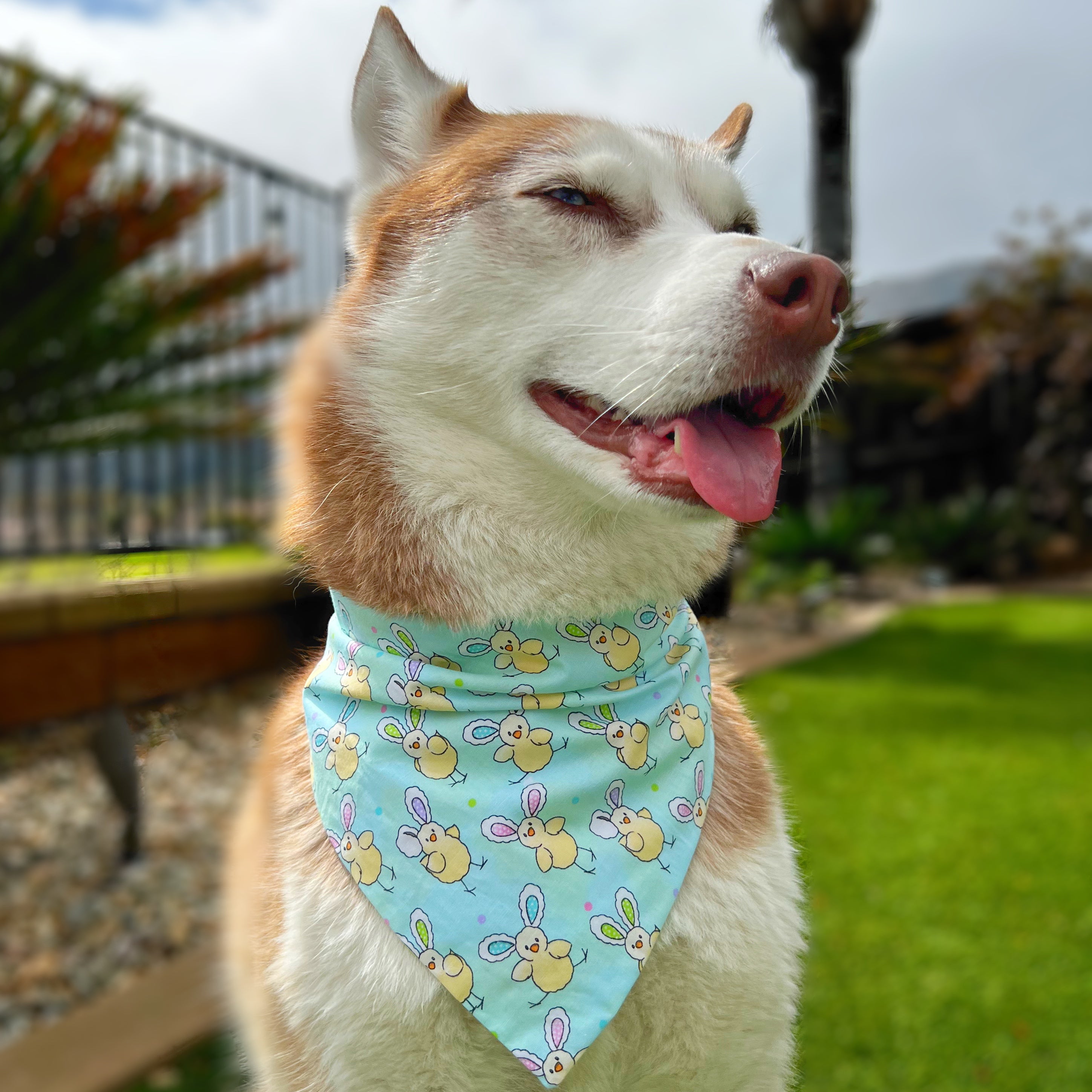 Chicks With Bunny Ears Bandana