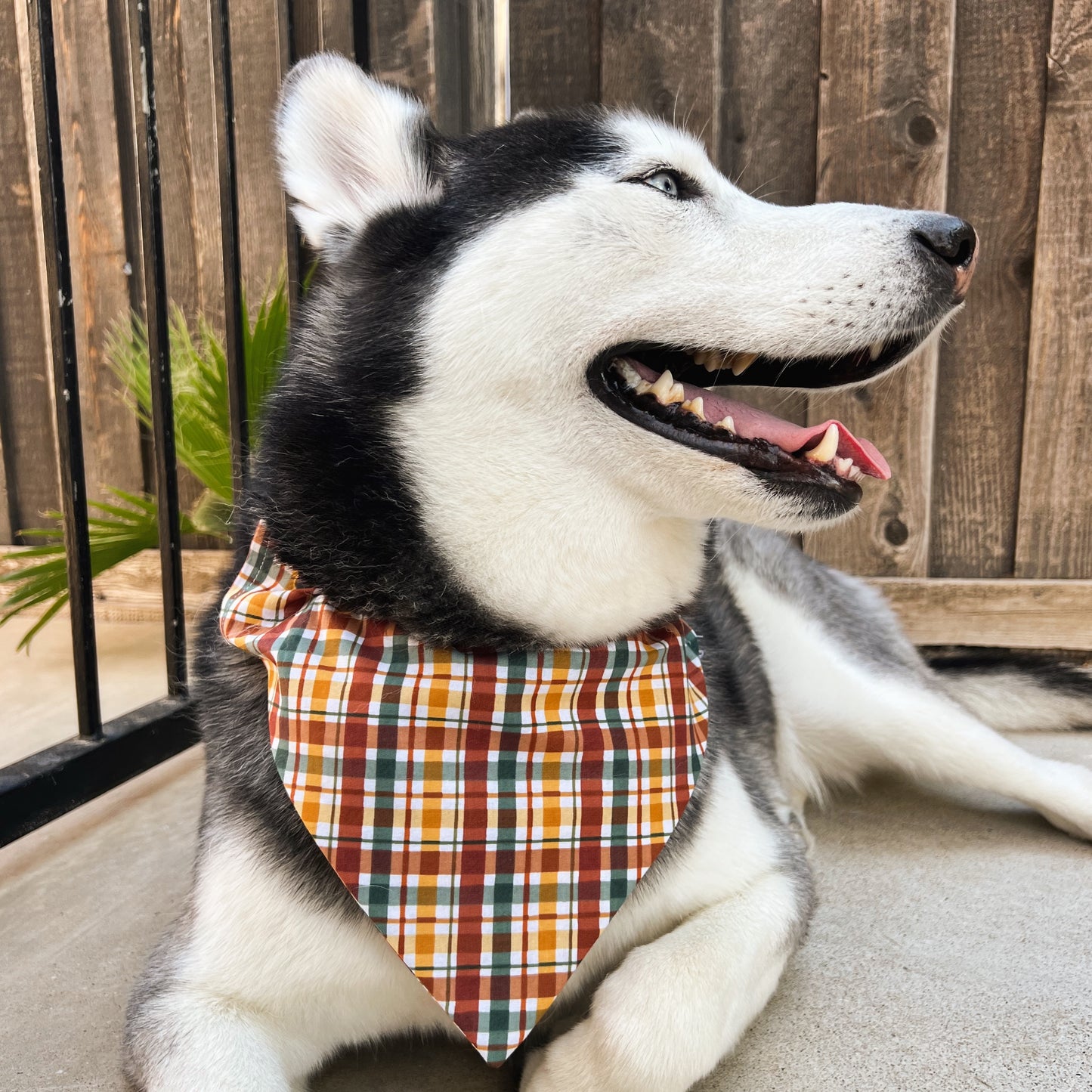 Harvest Plaid Bandana