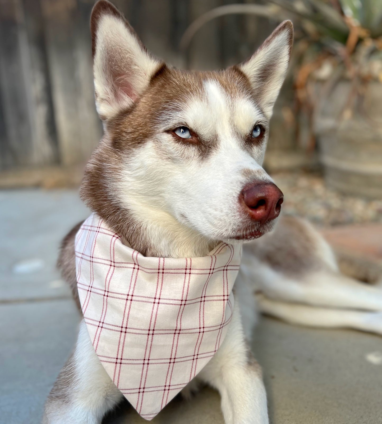 Cozy Fall Bandana