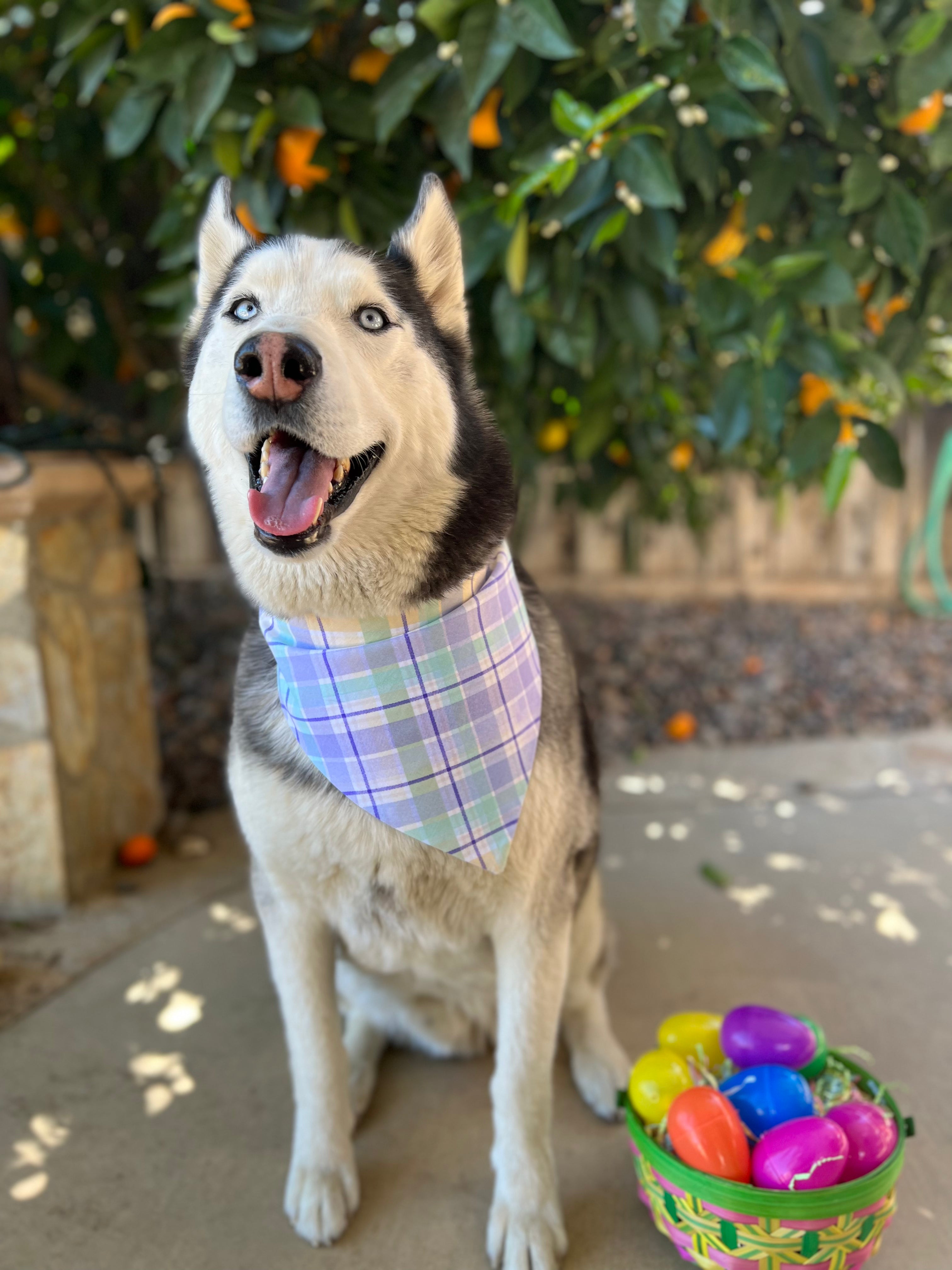 Easter Plaid Bandana