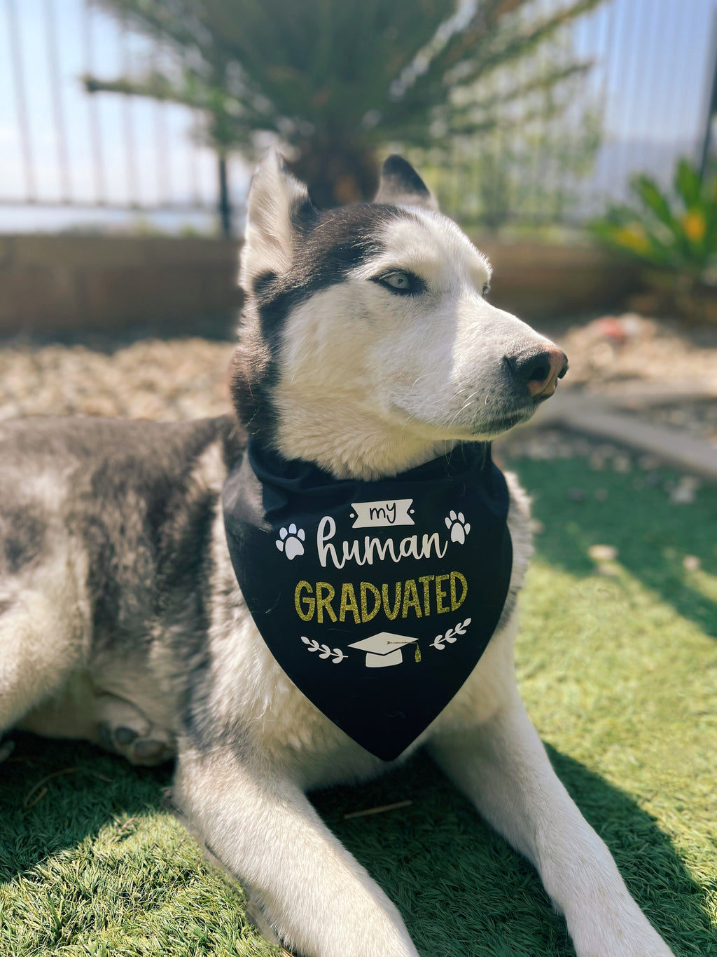My Human Graduated Bandana