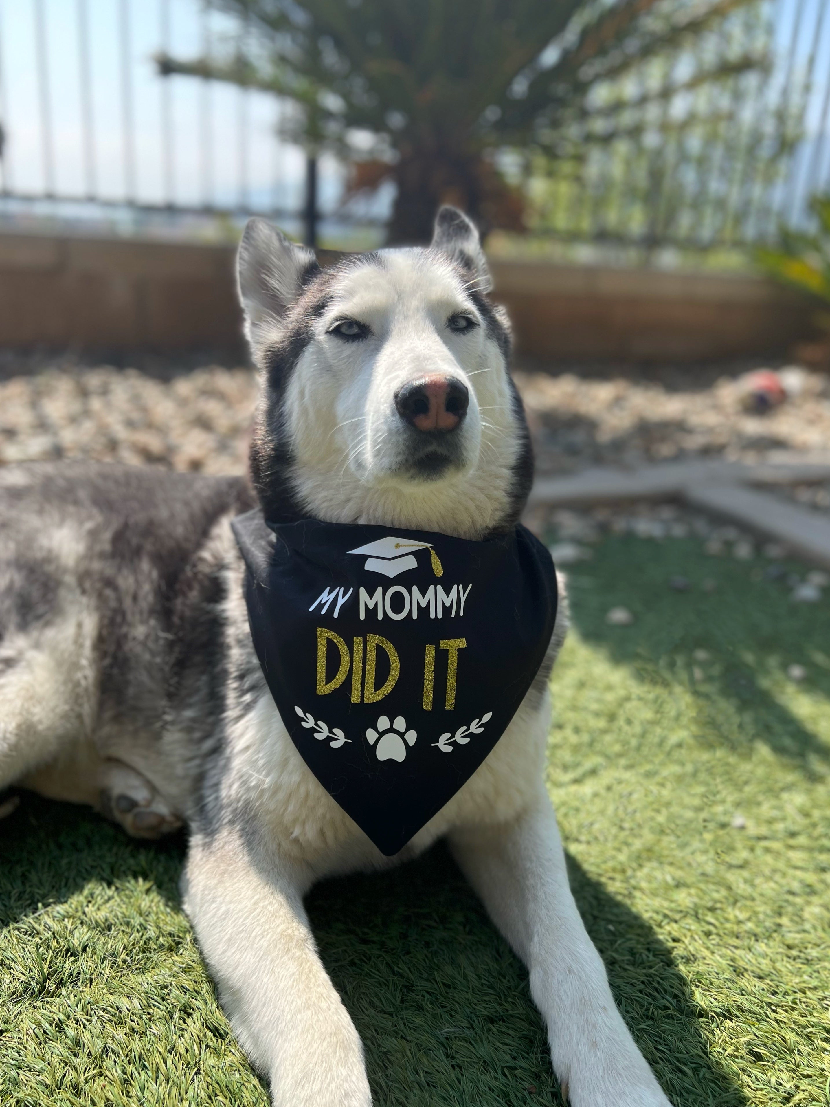 My mom graduated dog bandana best sale