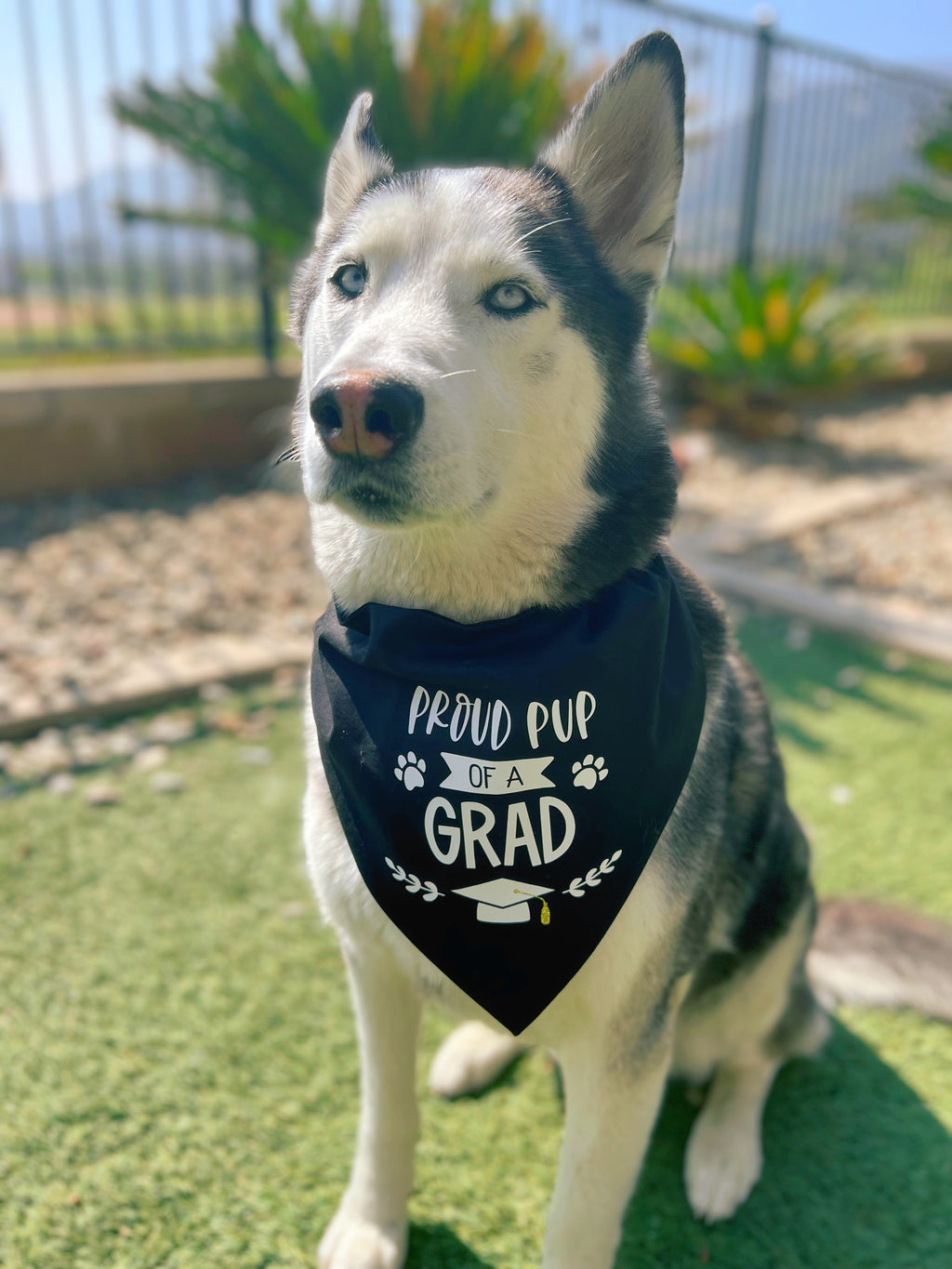 Proud Pup of a Graduate Bandana