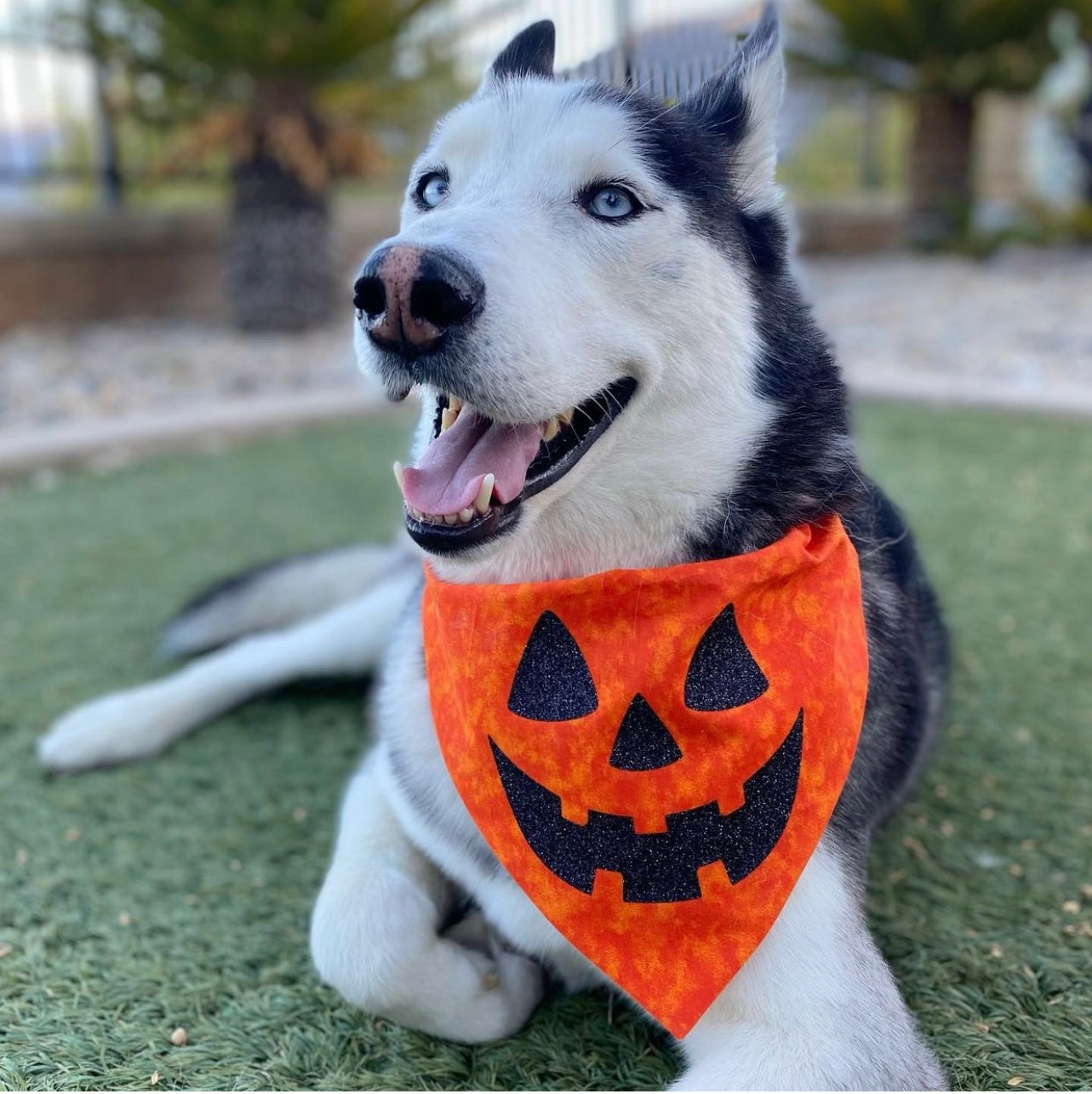 Jack-O'-Lantern Bandana