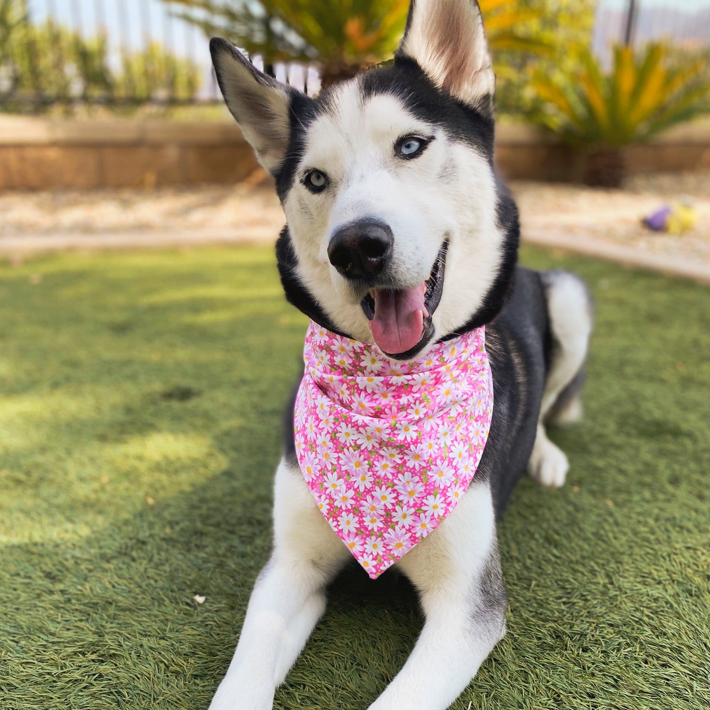 Daisy Dream Bandana - Dogbana 