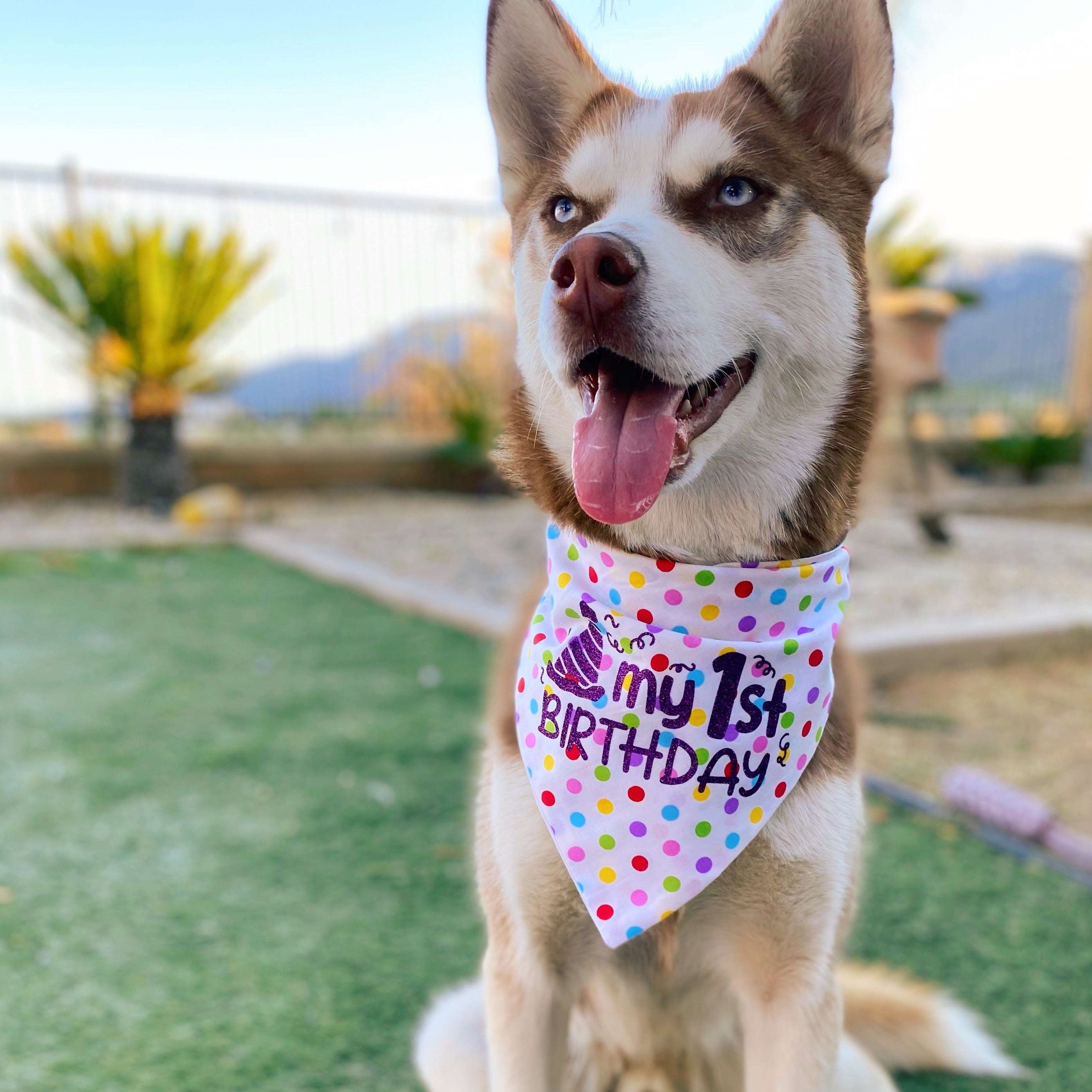 My 1st Birthday Bandana - Dogbana 