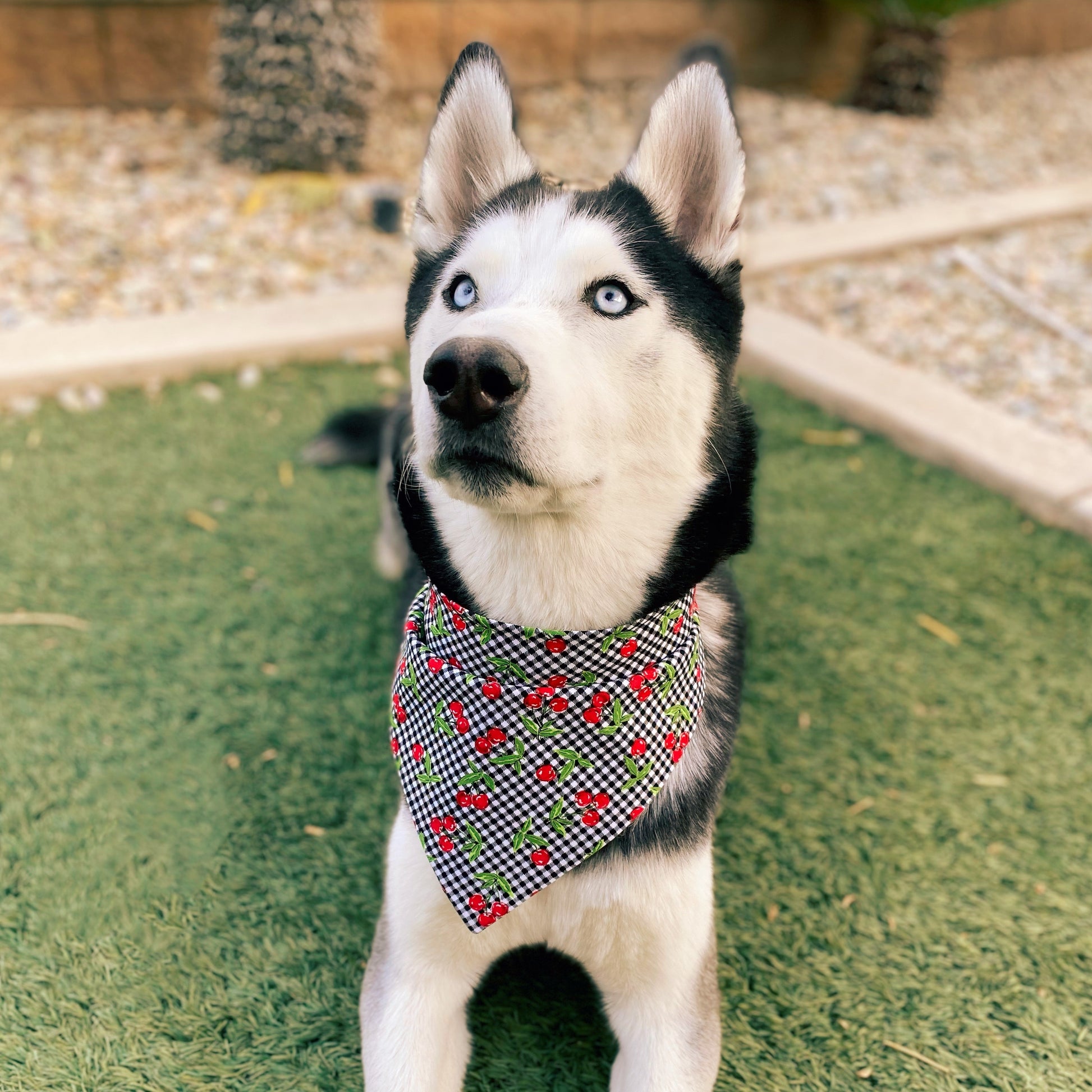 Checkered Cherry Bandana - Dogbana 