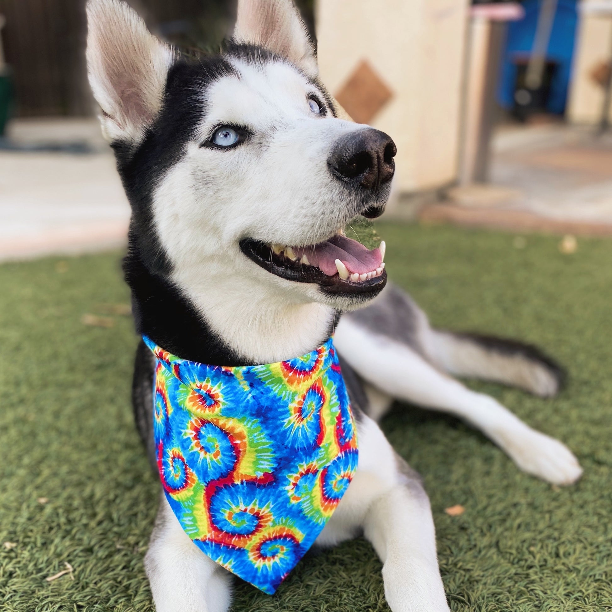 Tie Dye Bandana - Dogbana 