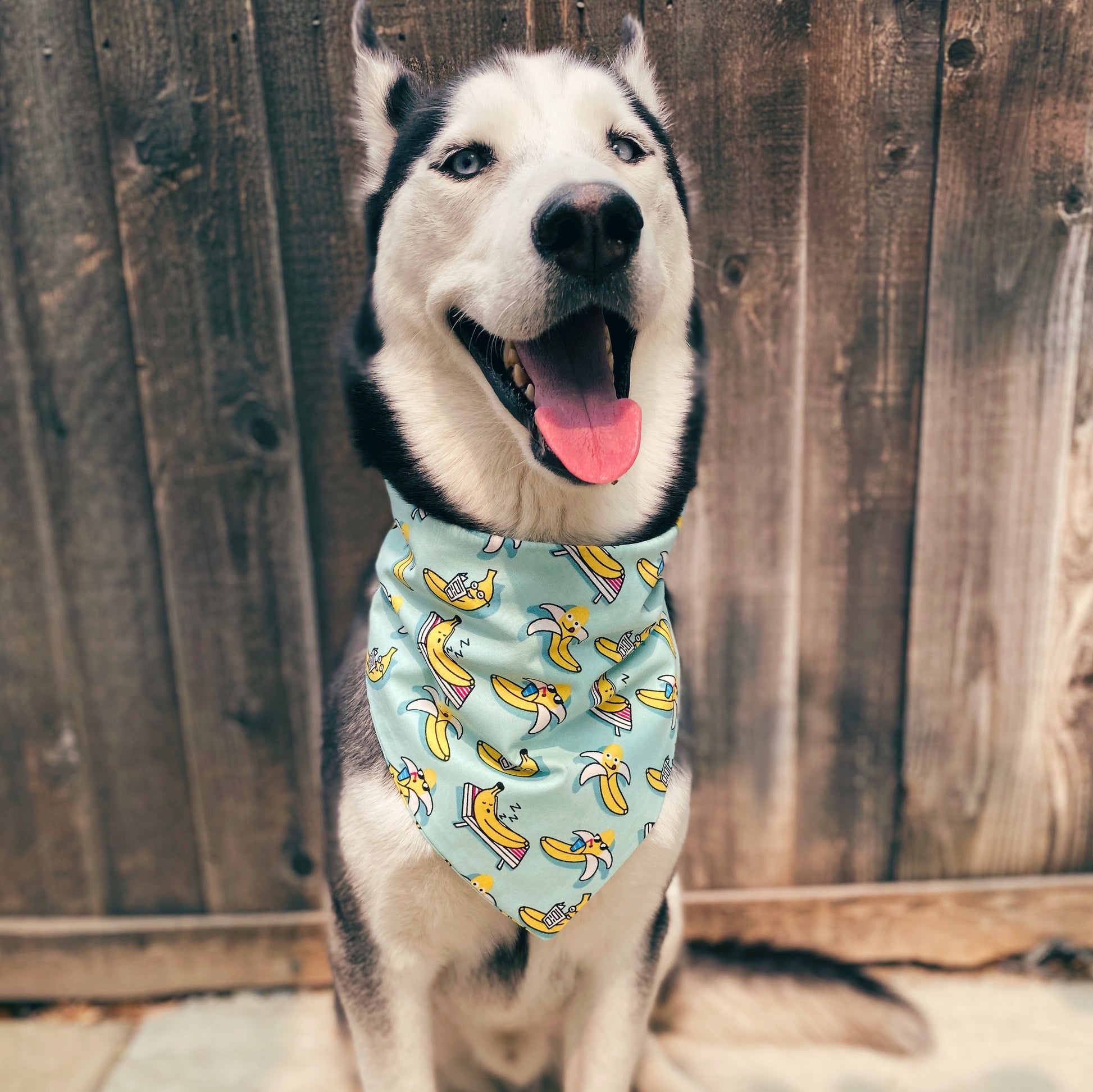 Banana World Bandana - Dogbana 