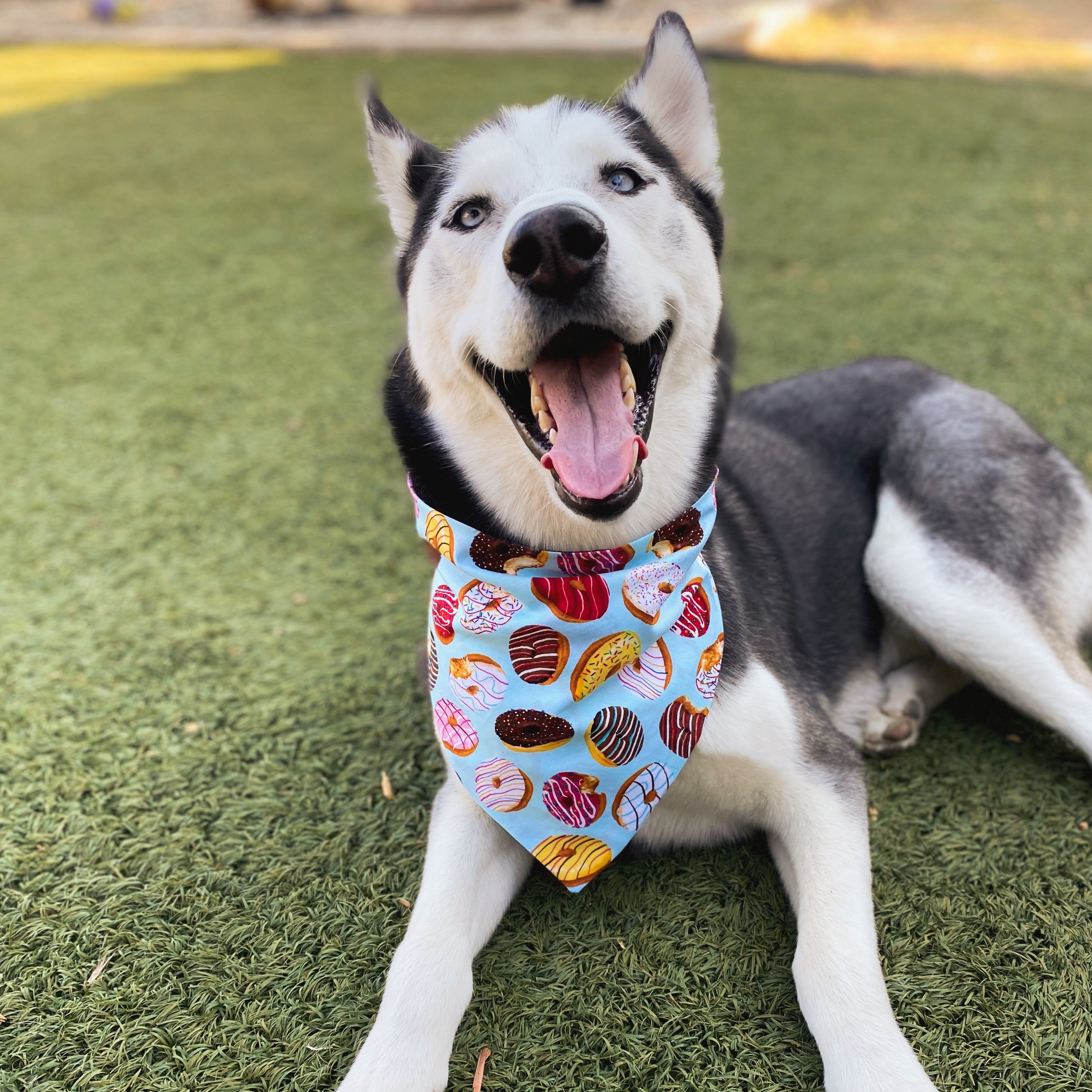 Donut dog bandana best sale