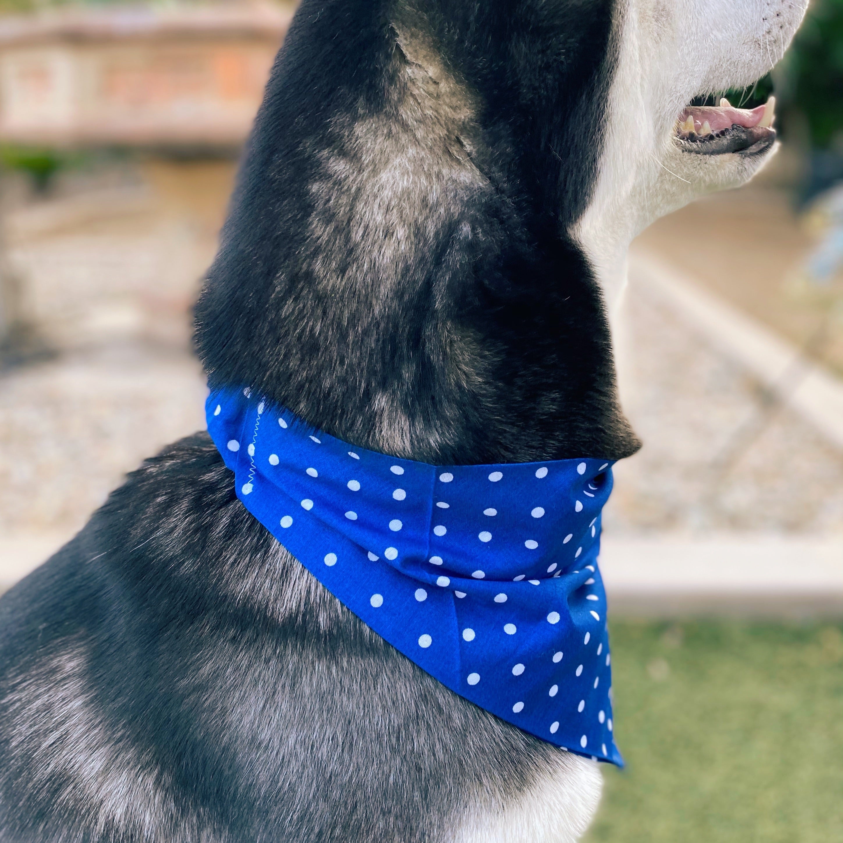 Royal Blue Polka Dot Bandana - Dogbana 