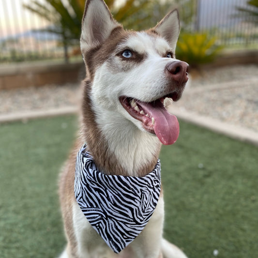 Zebra Print Bandana - Dogbana 