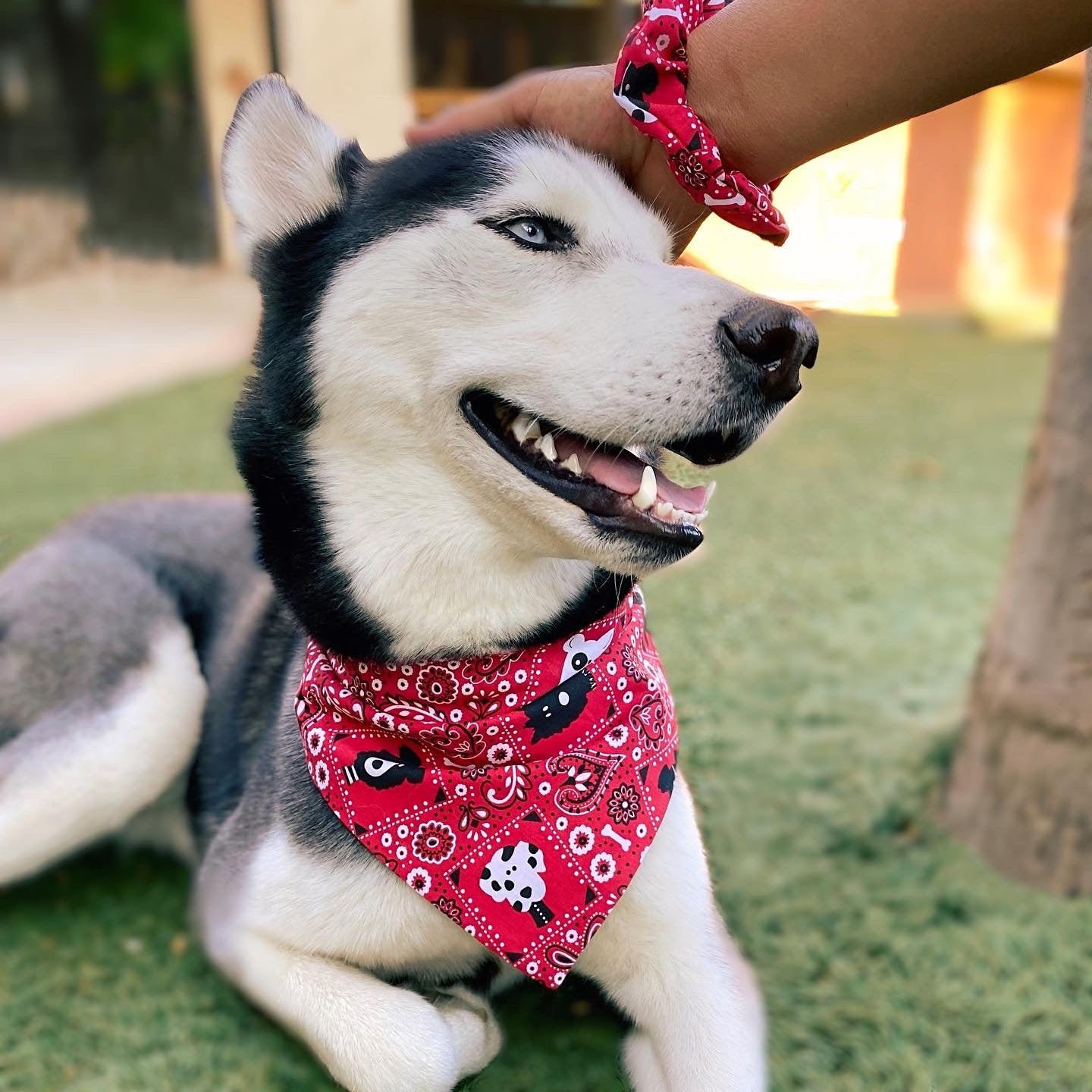 Matching bandana sale with dog