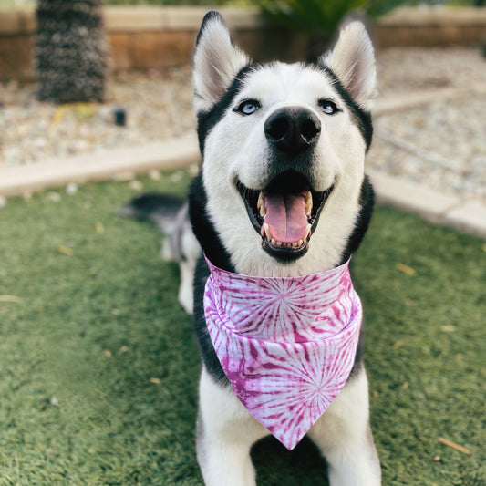 Magenta Tie Dye Bandana - Dogbana 