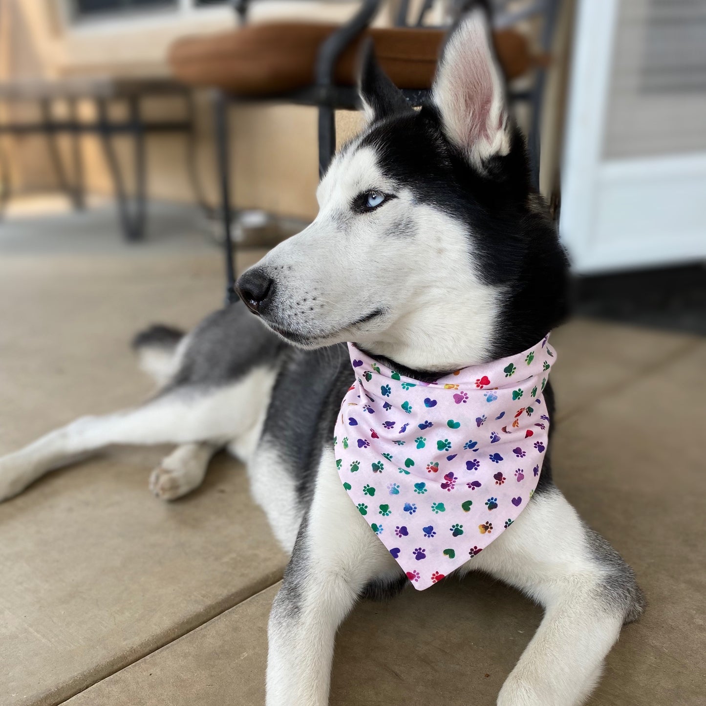 Pink Rainbow Paws Bandana - Dogbana 