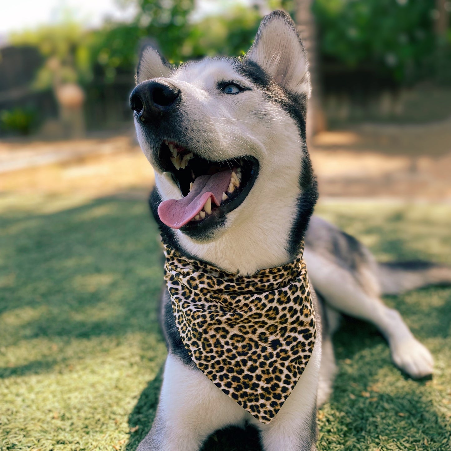 Classic Leopard Matching Set - Dogbana 