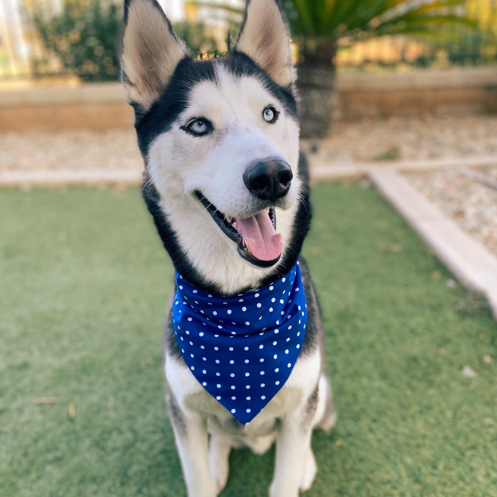 Royal Blue Polka Dot Bandana - Dogbana 